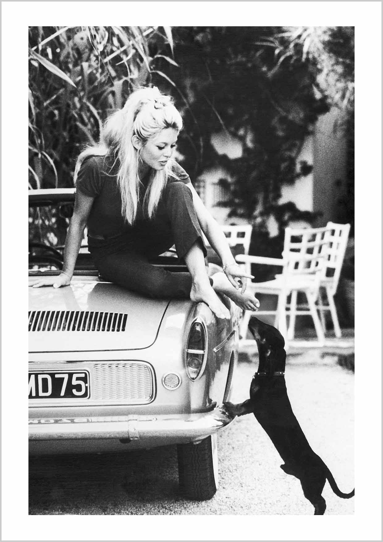 Black & White photography print with an iconic photo of Brigitte Bardot with Dachshund at her villa in St. Tropez, France. 8th October 1962.