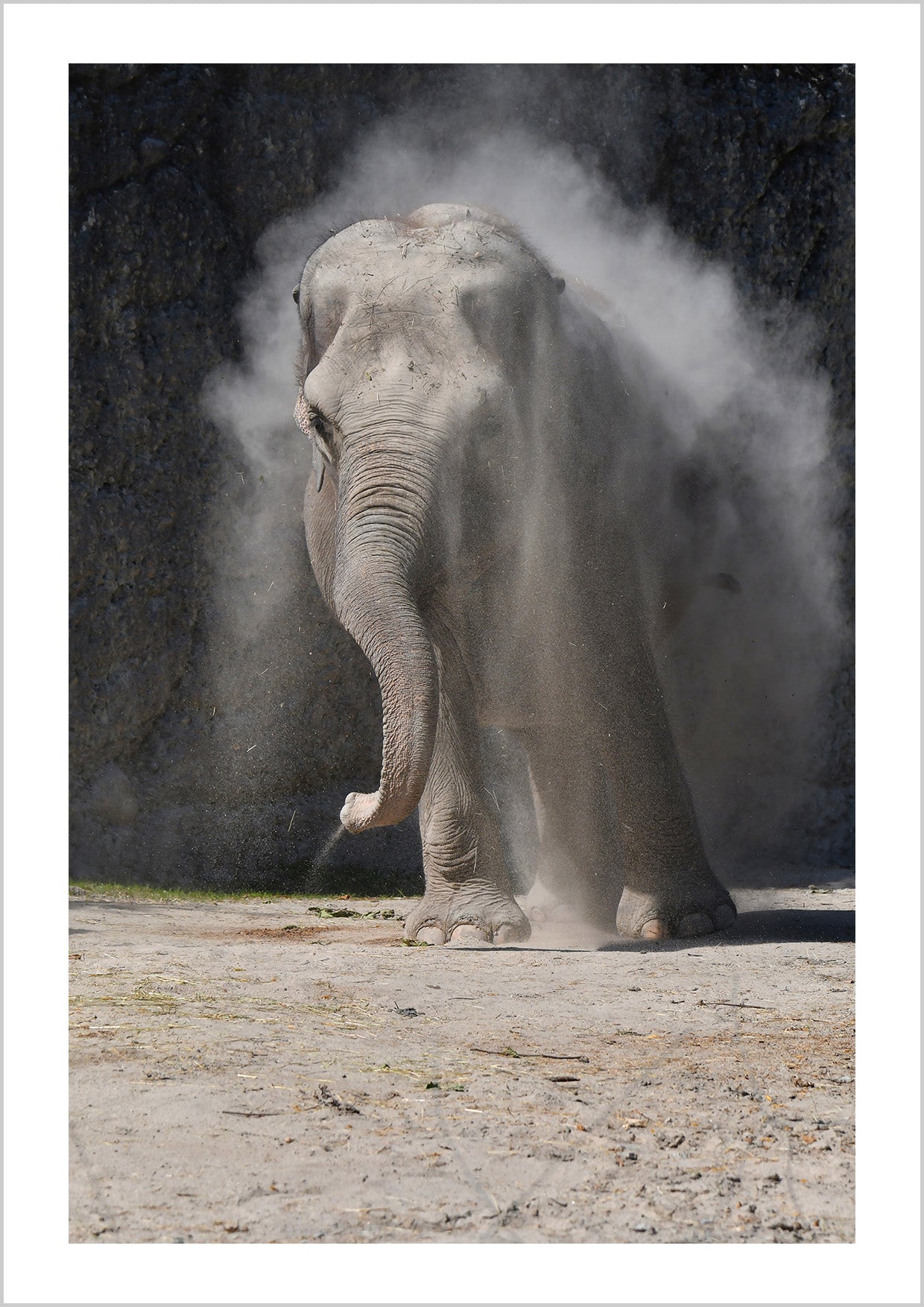 Black and white photography Poster of an elephant walking in the dust.