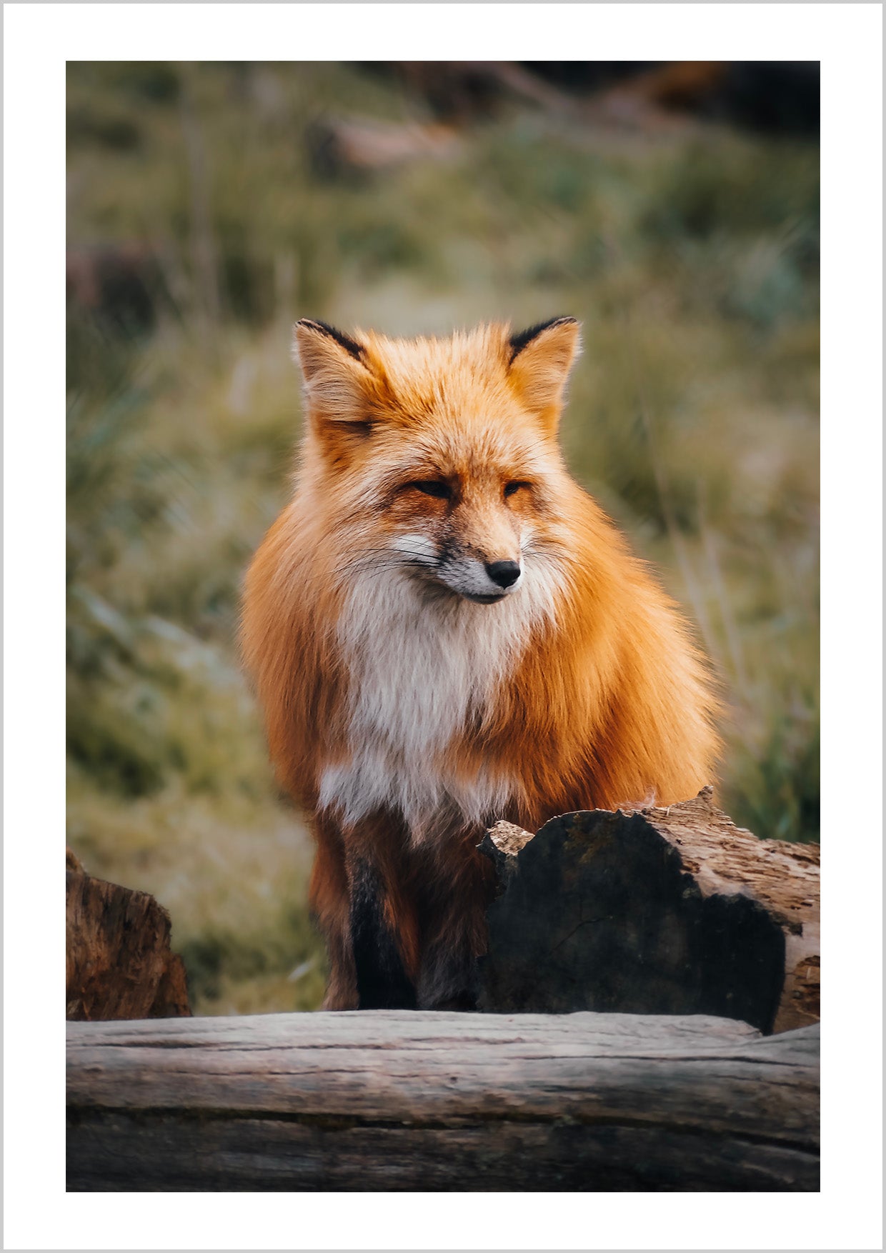 Photography Poster of a red fox in a forest.
