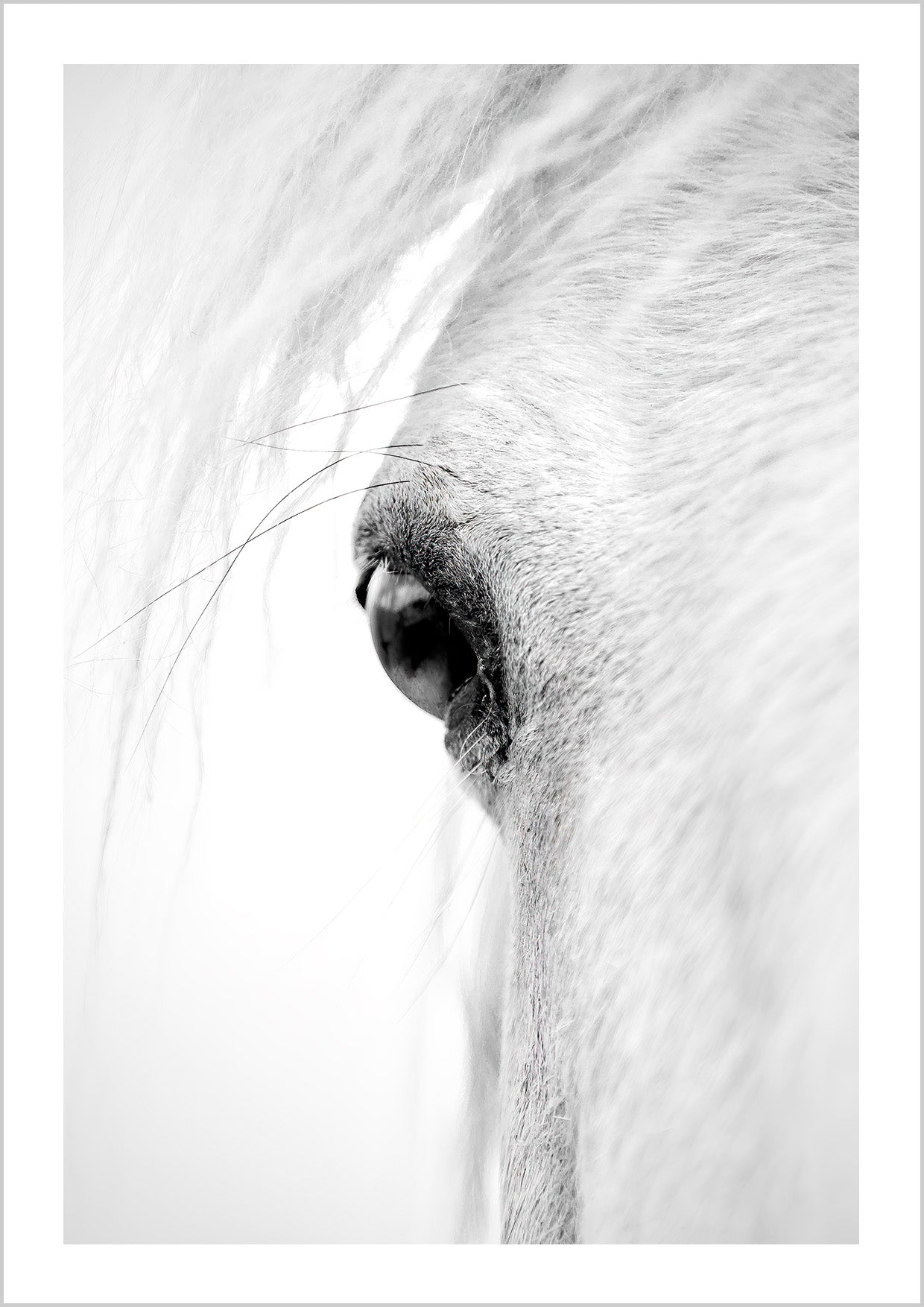 Horse Eye Close-Up