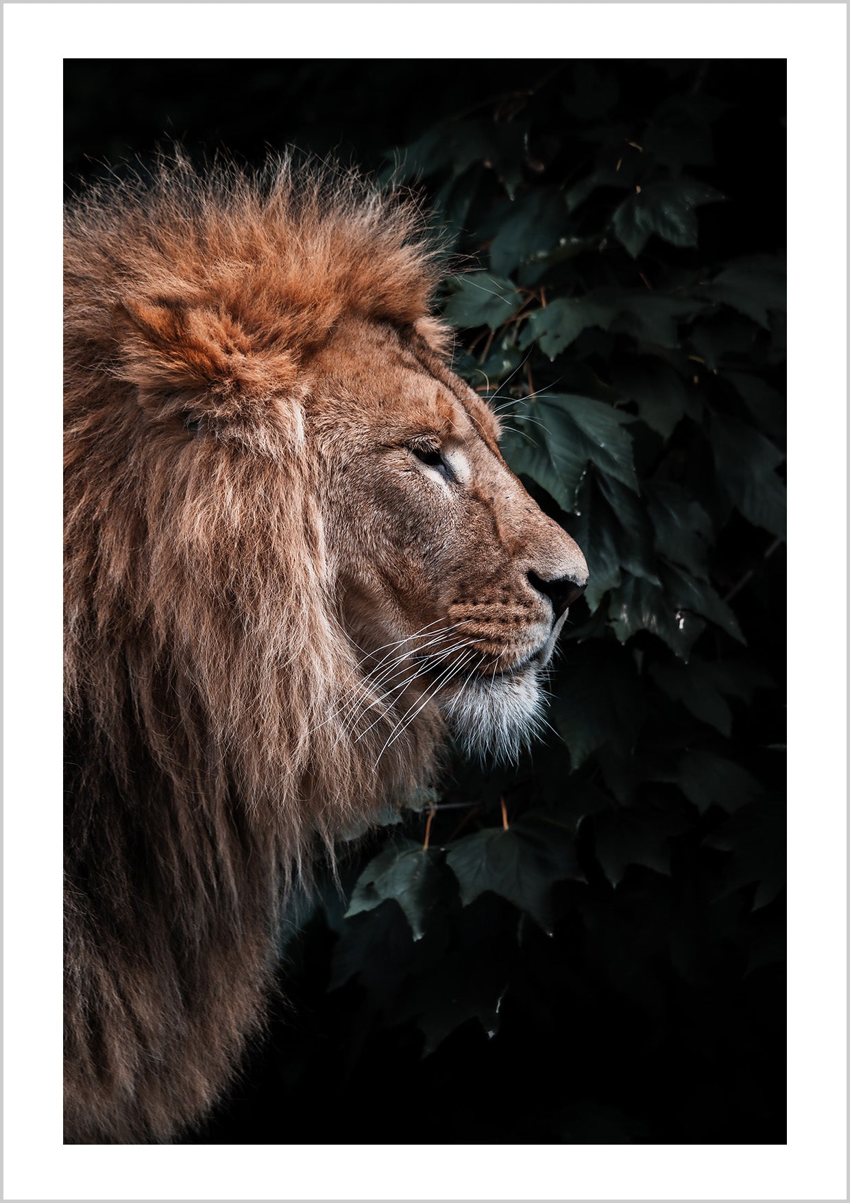 Photography Poster of a lion from the side.