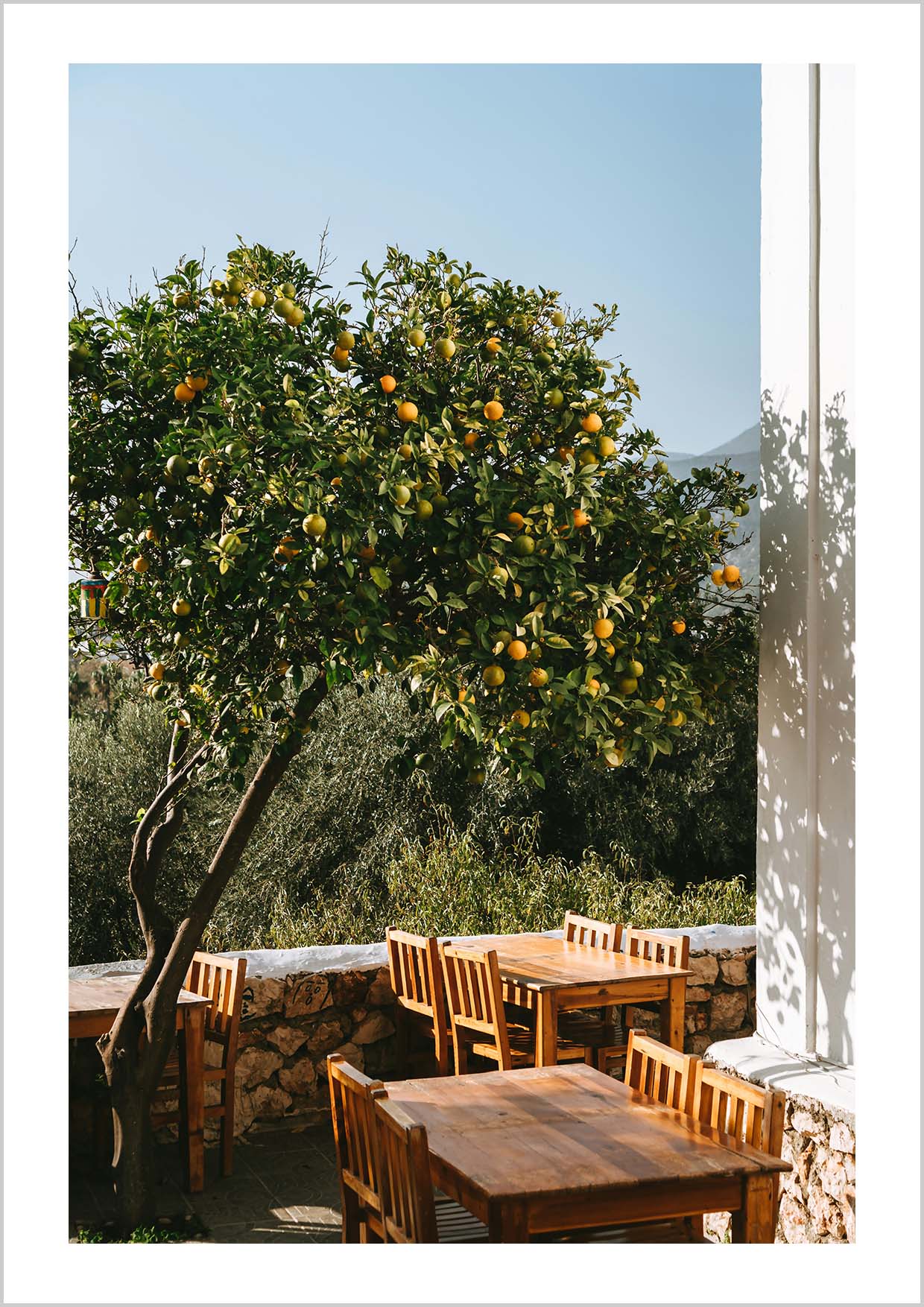 Photography print of a Mandarine garden in Italy.