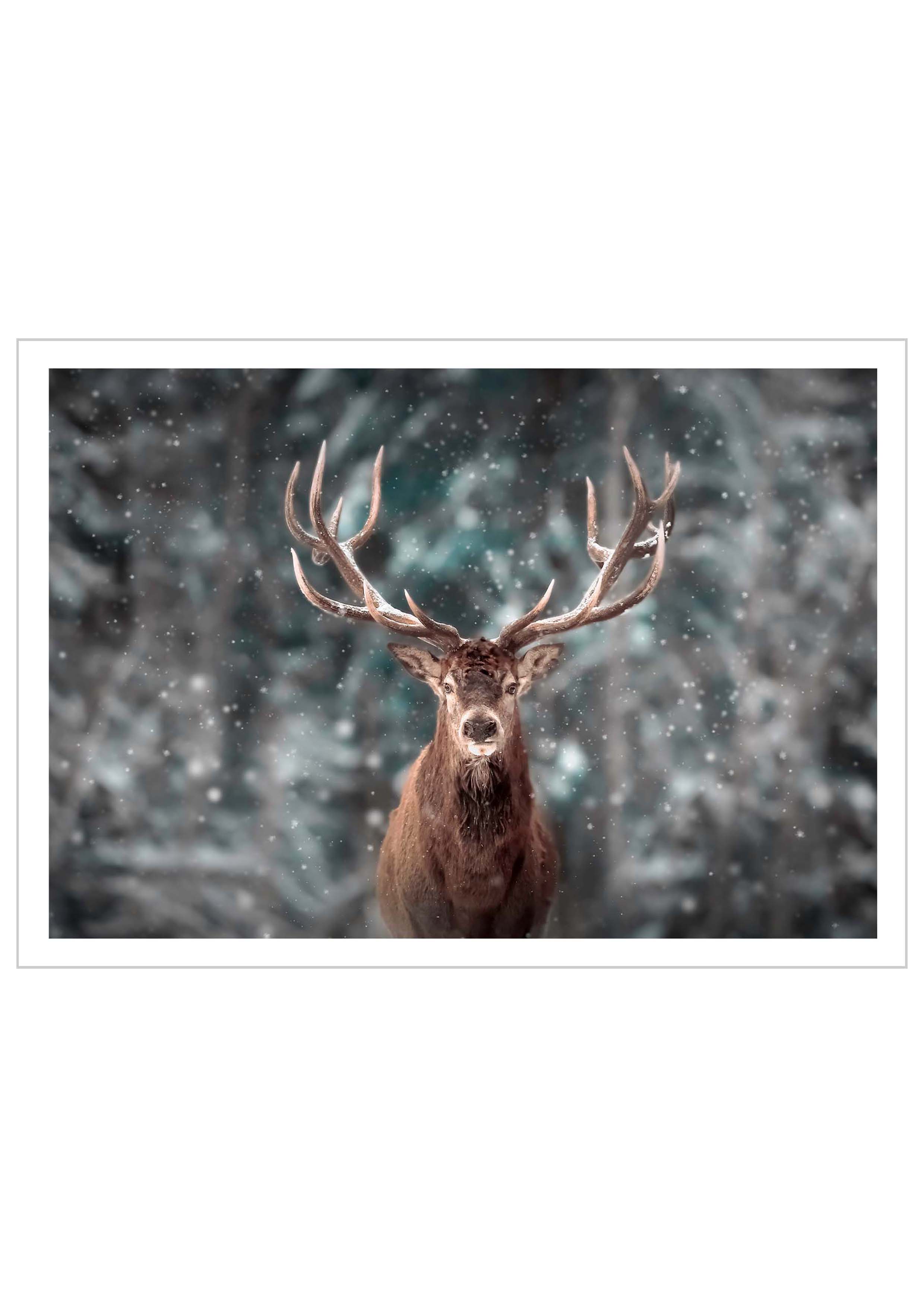Portrait of a Majestic Deer Poster