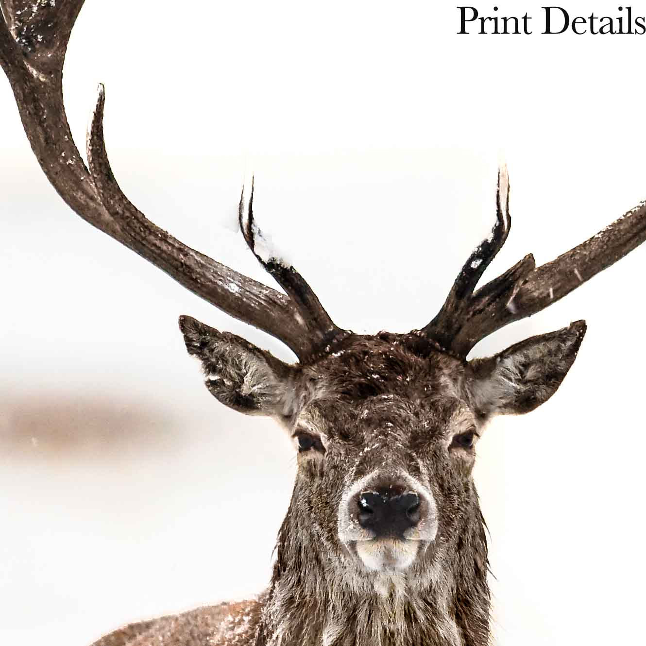 Affiche Majestic Stag