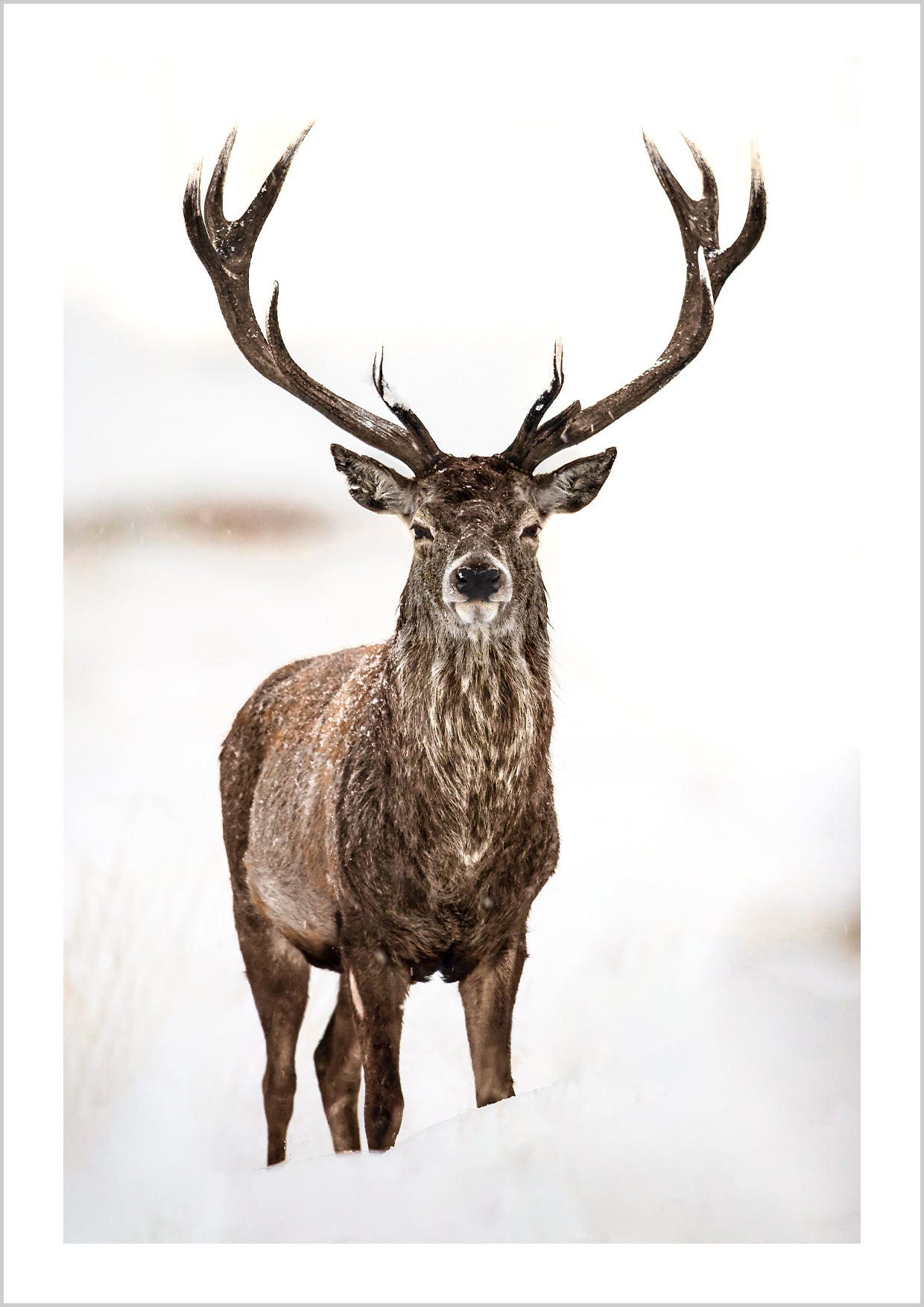 A portrait photograph of a deer stag surrounded by snow