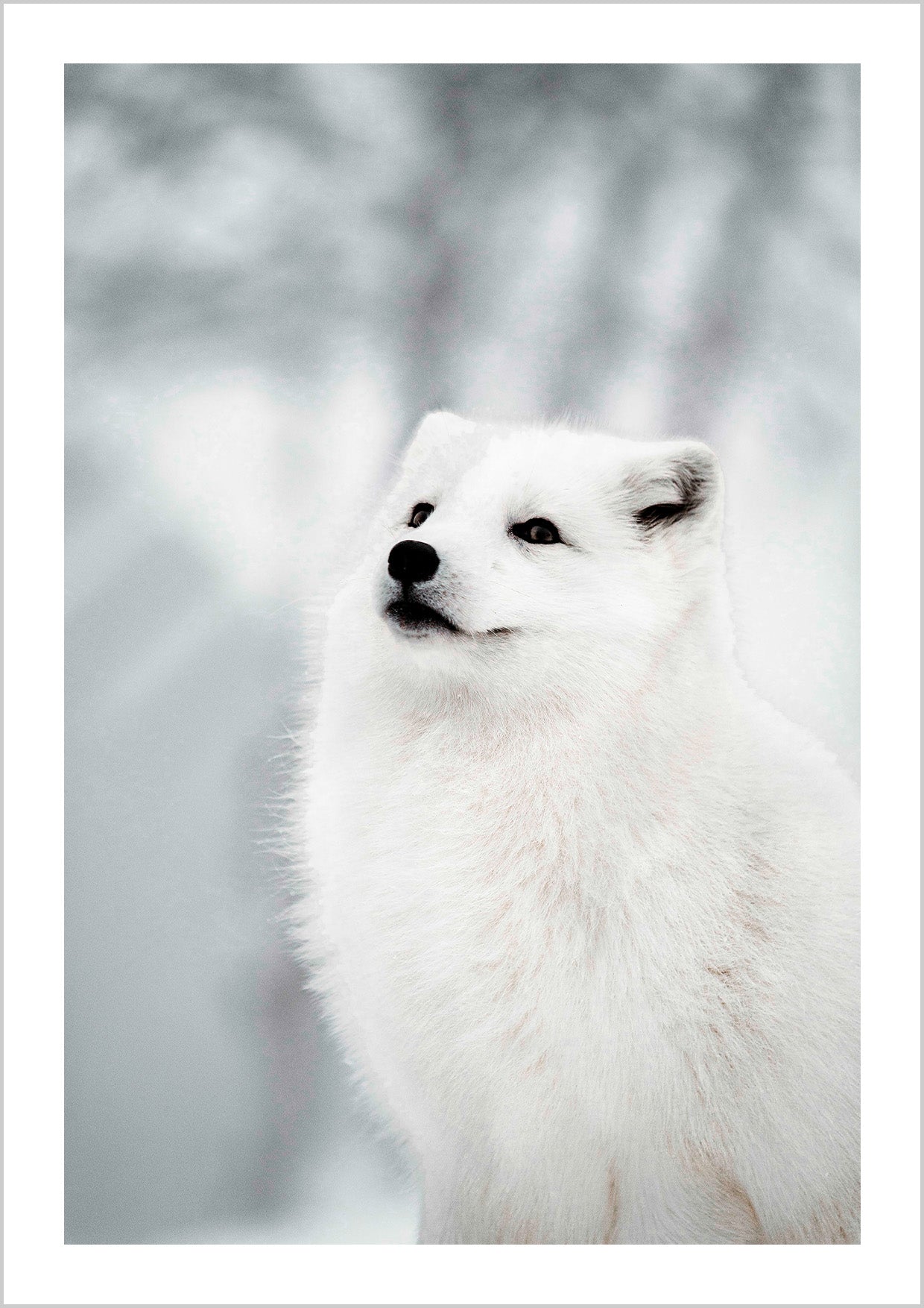 White Arctic Fox Poster