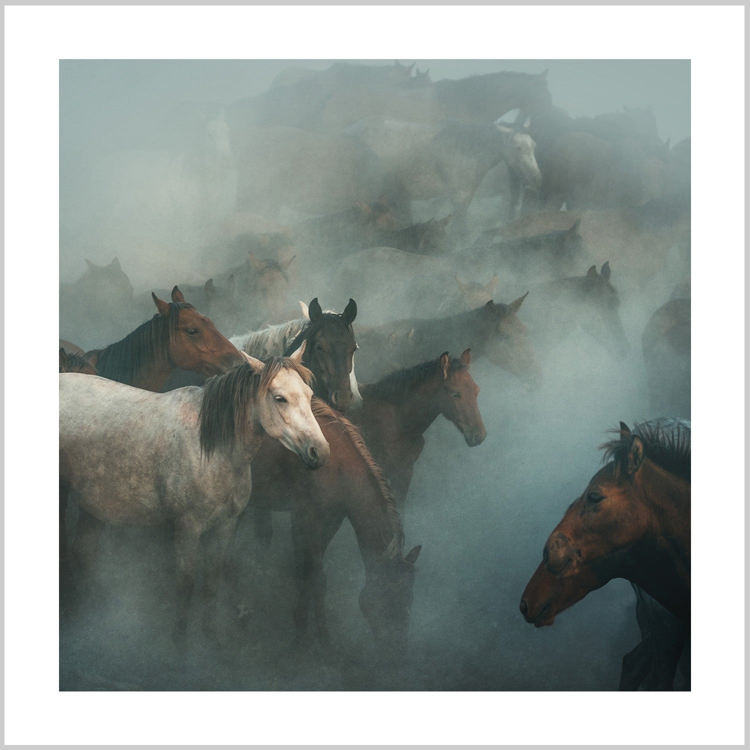 A dense group of horses partially obscured by fog, showcasing their varied colors and forms. – Arteve Gallery