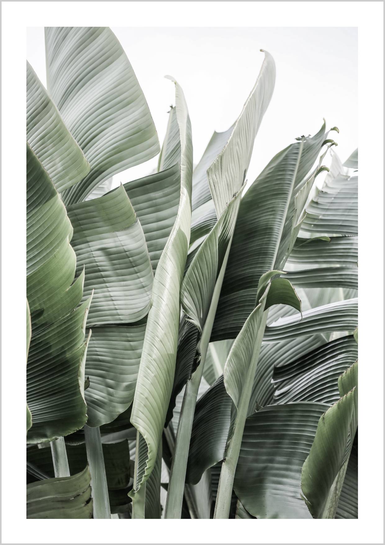 Close-up of lush green banana leaves against a soft light background. – Arteve Gallery