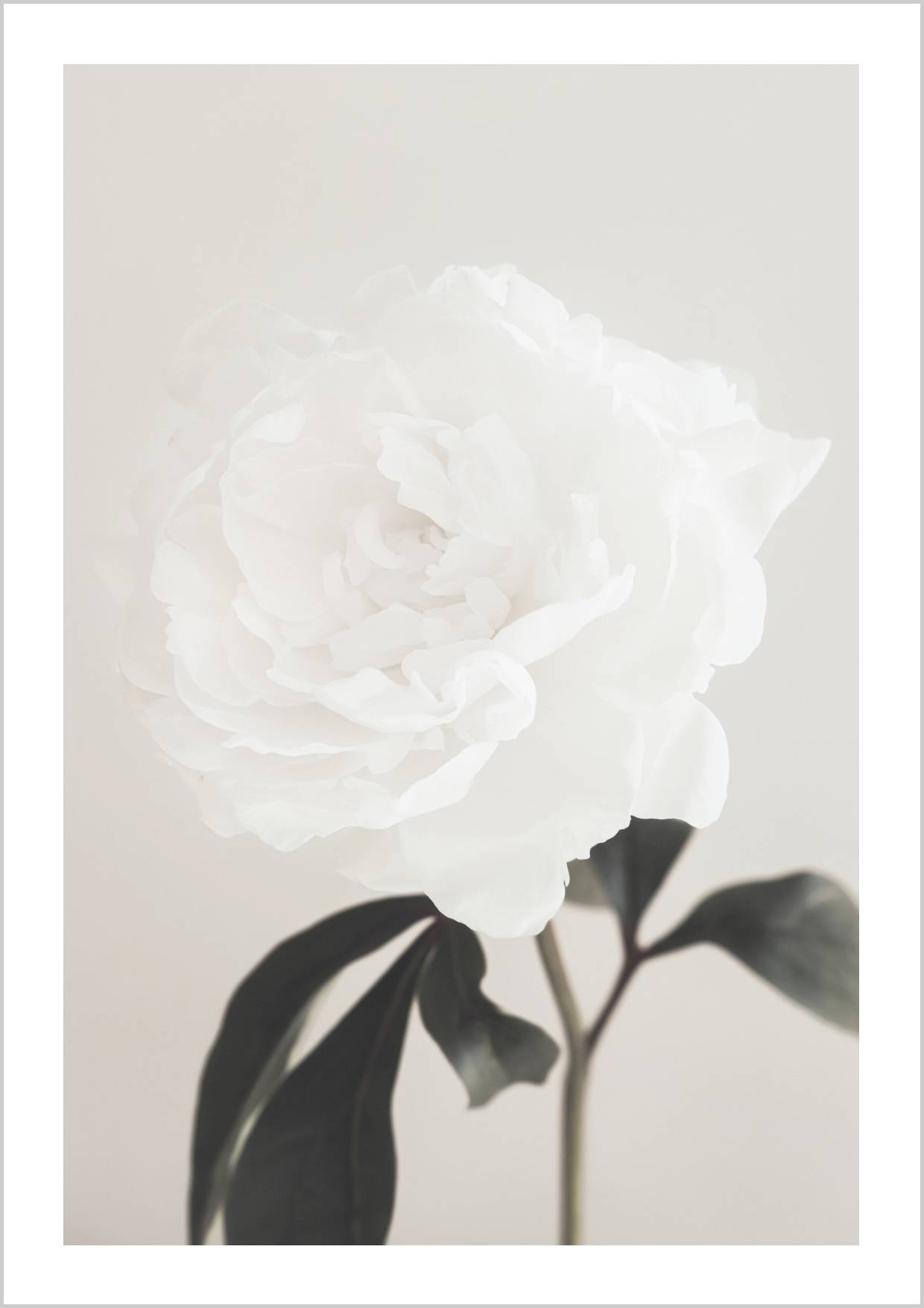 A close-up of a white peony flower against a light background, with green leaves partially visible. – Arteve Gallery
