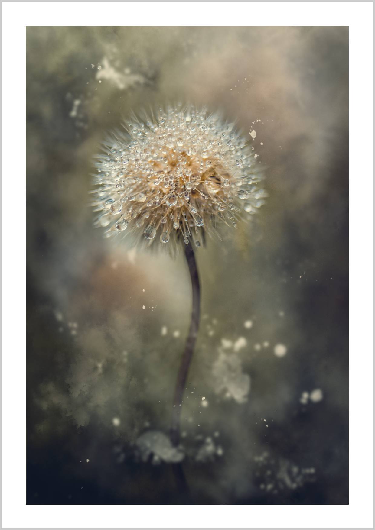 A close-up of a dandelion with dew drops against a blurred, soft background. – Arteve Gallery