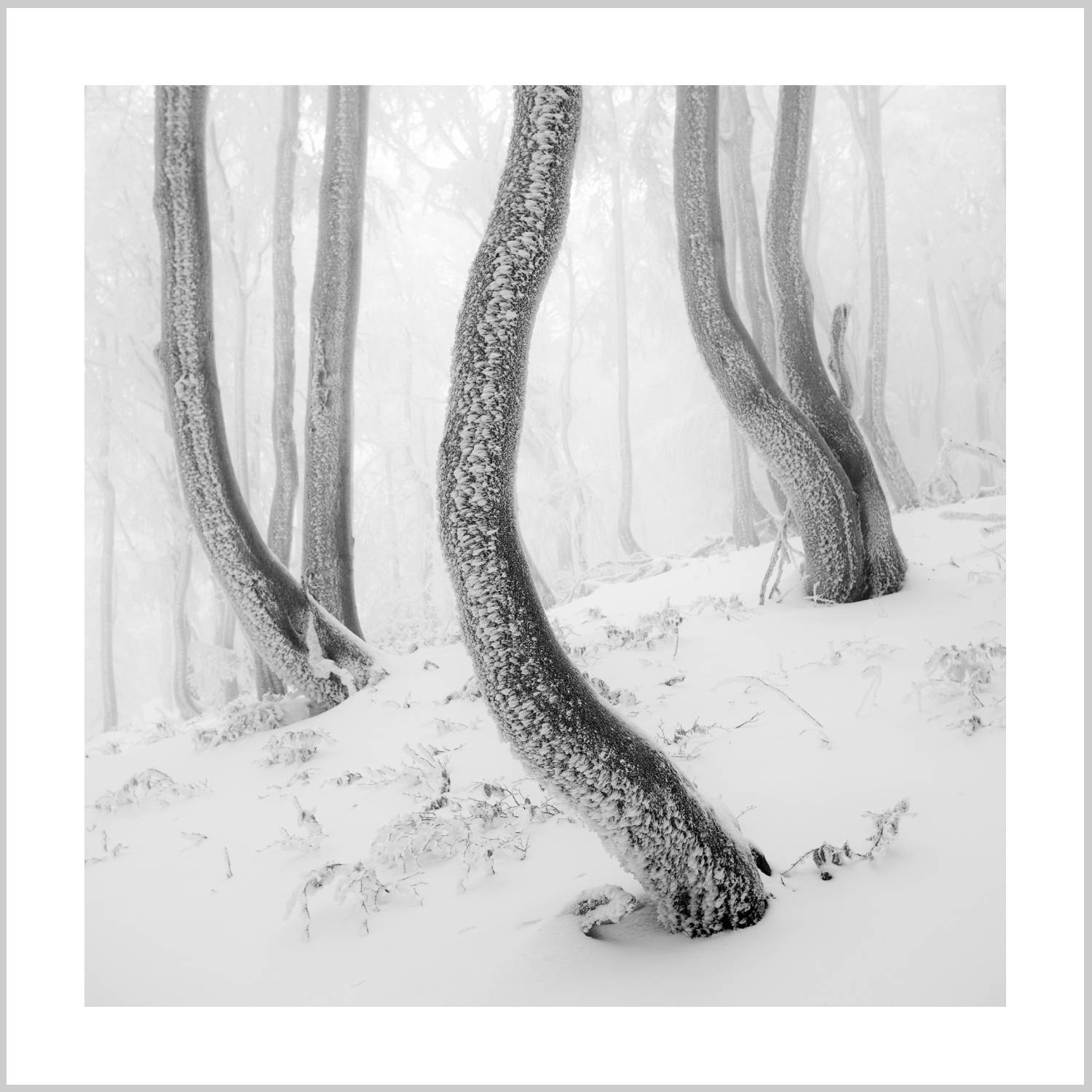 A monochrome image of slender, twisted trees partially covered in snow, surrounded by a misty, white landscape. – Arteve Gallery