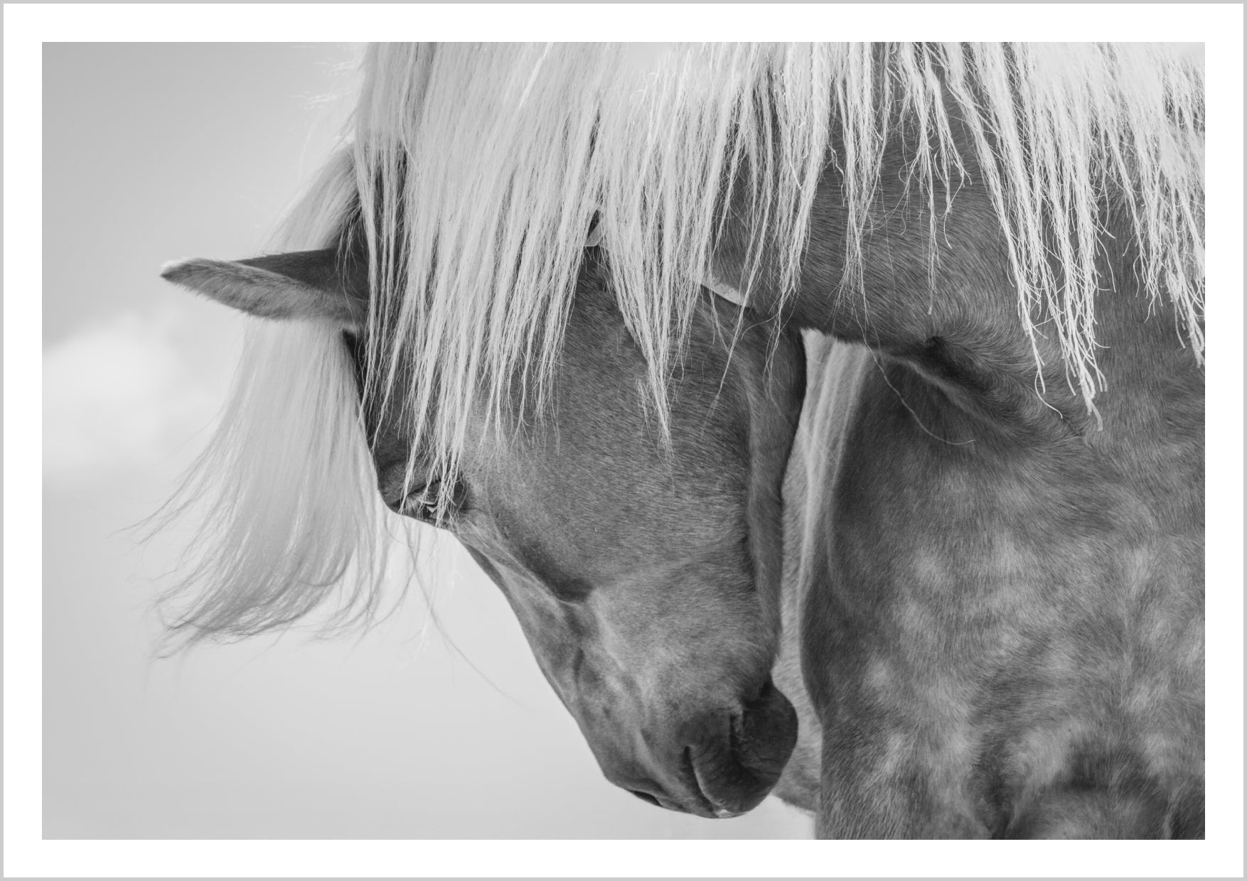 Close-up portrait of a Haflinger horse with flowing mane in soft focus. – Arteve Gallery