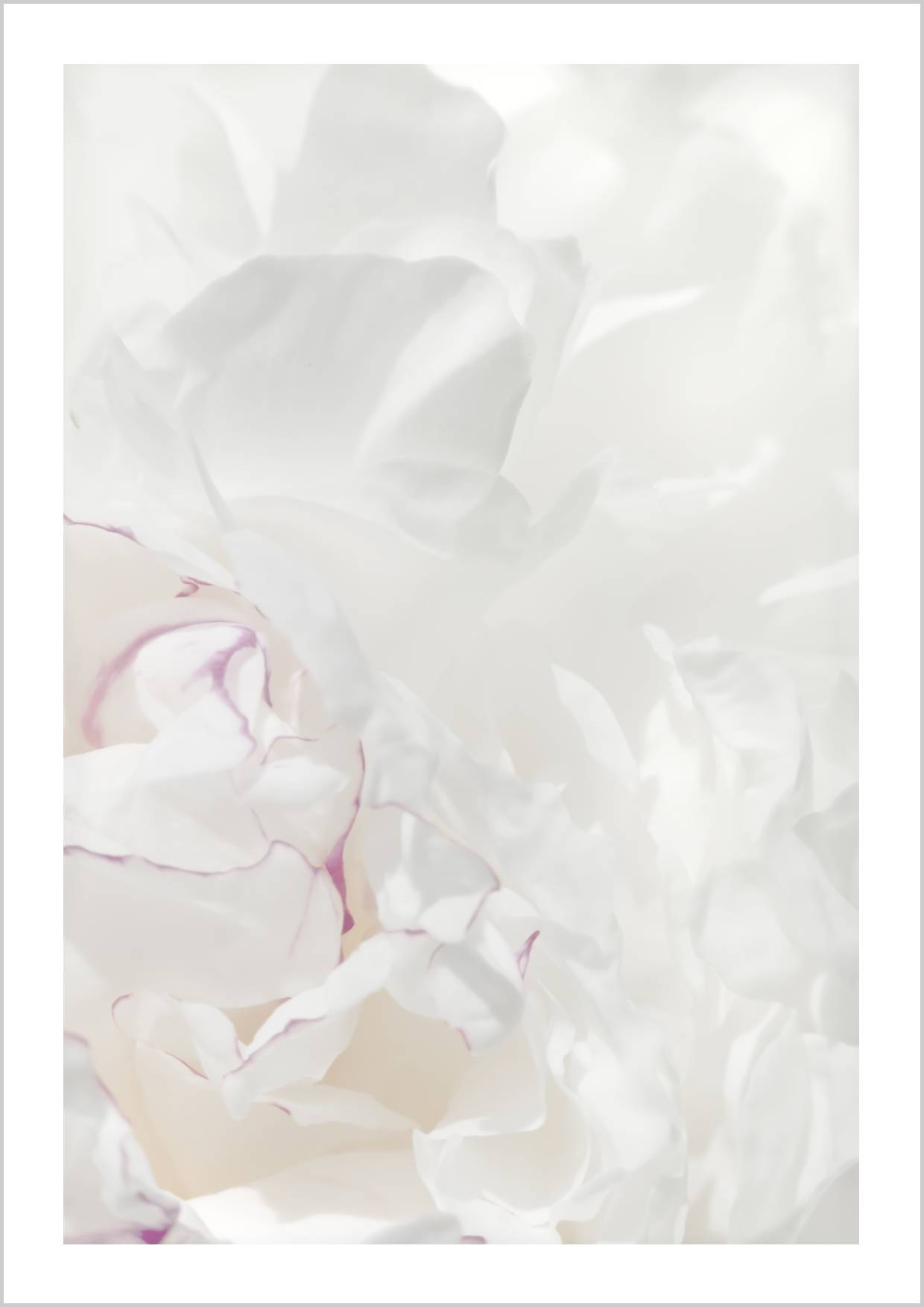 Close-up of soft white and pink peony petals against a light background. – Arteve Gallery