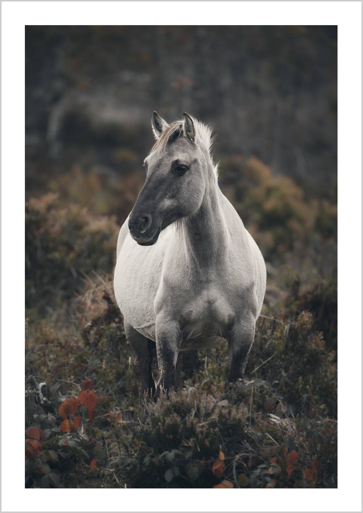 A grey wild horse stands amidst autumn foliage and grass. – Arteve Gallery