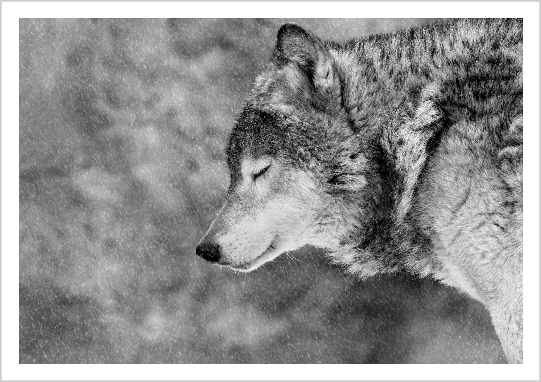 Close-up of a wolf with closed eyes, surrounded by falling snow in a black and white setting. – Arteve Gallery