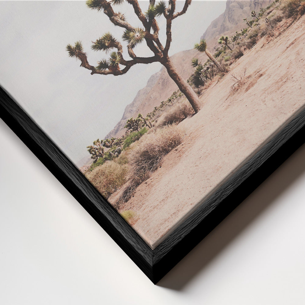 Desert Dreams