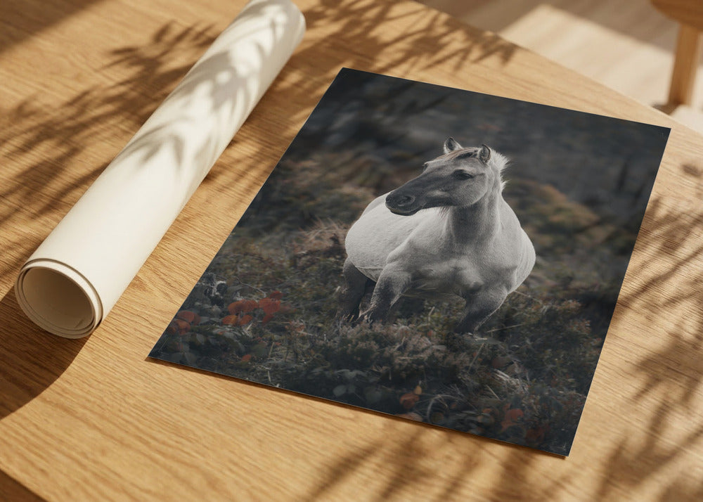 White Horse Portrait