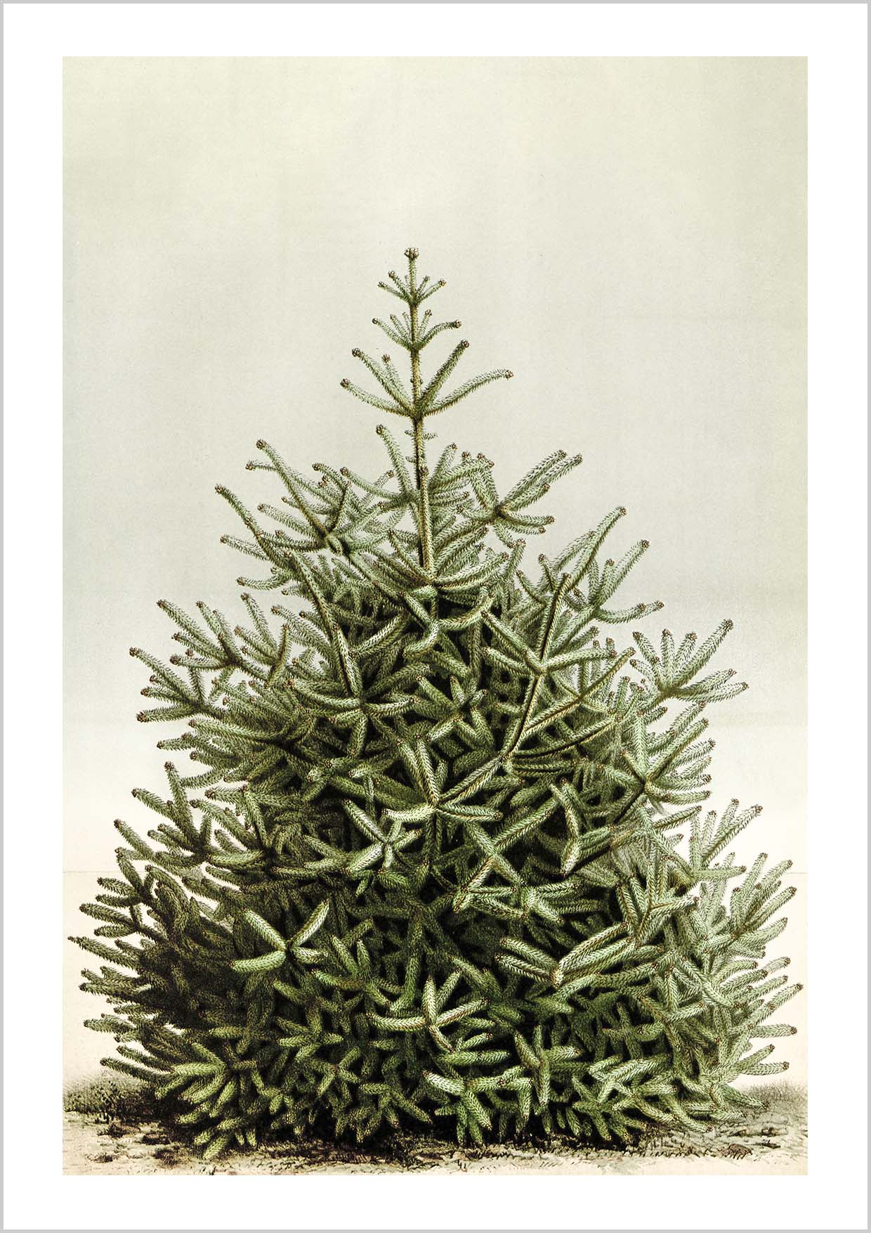 Vintage Fir Christmas Tree Poster