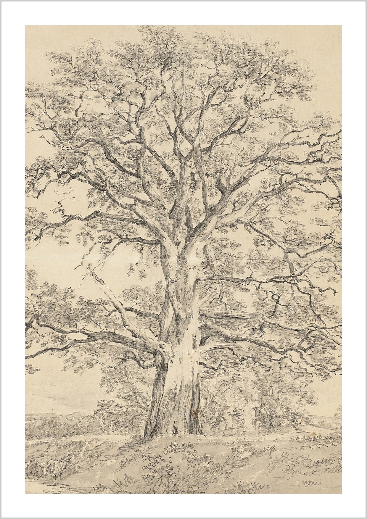 A great oak tree sketch by English landscape painter John Constable