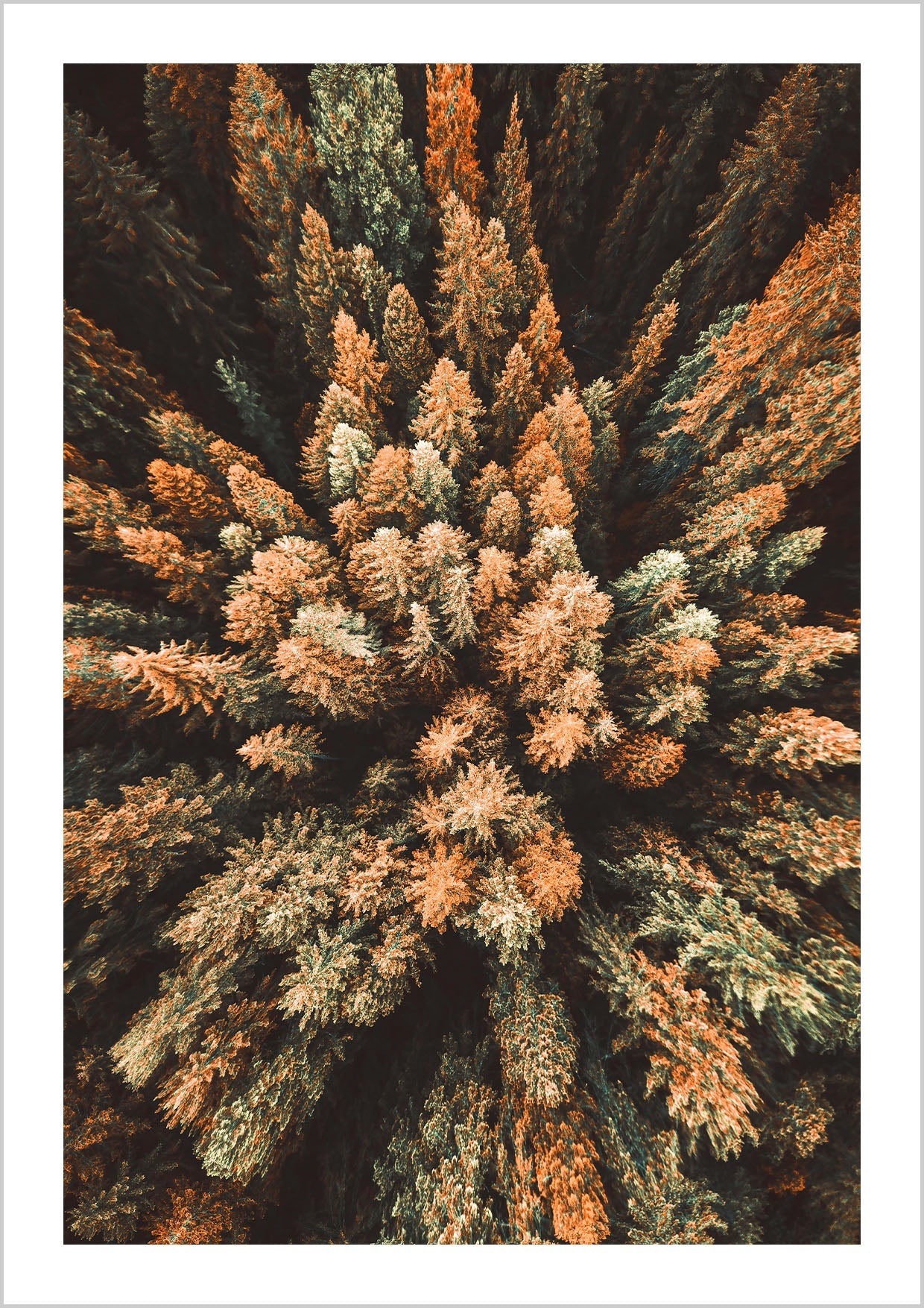 A fascinating nature print of colorful tree tops from above. The photographic print impresses with great fall colors from dark red and gold to dark green, which radiate peace and calmness. Breathe in the fragrant forest air and enjoy fall inside your own four walls!