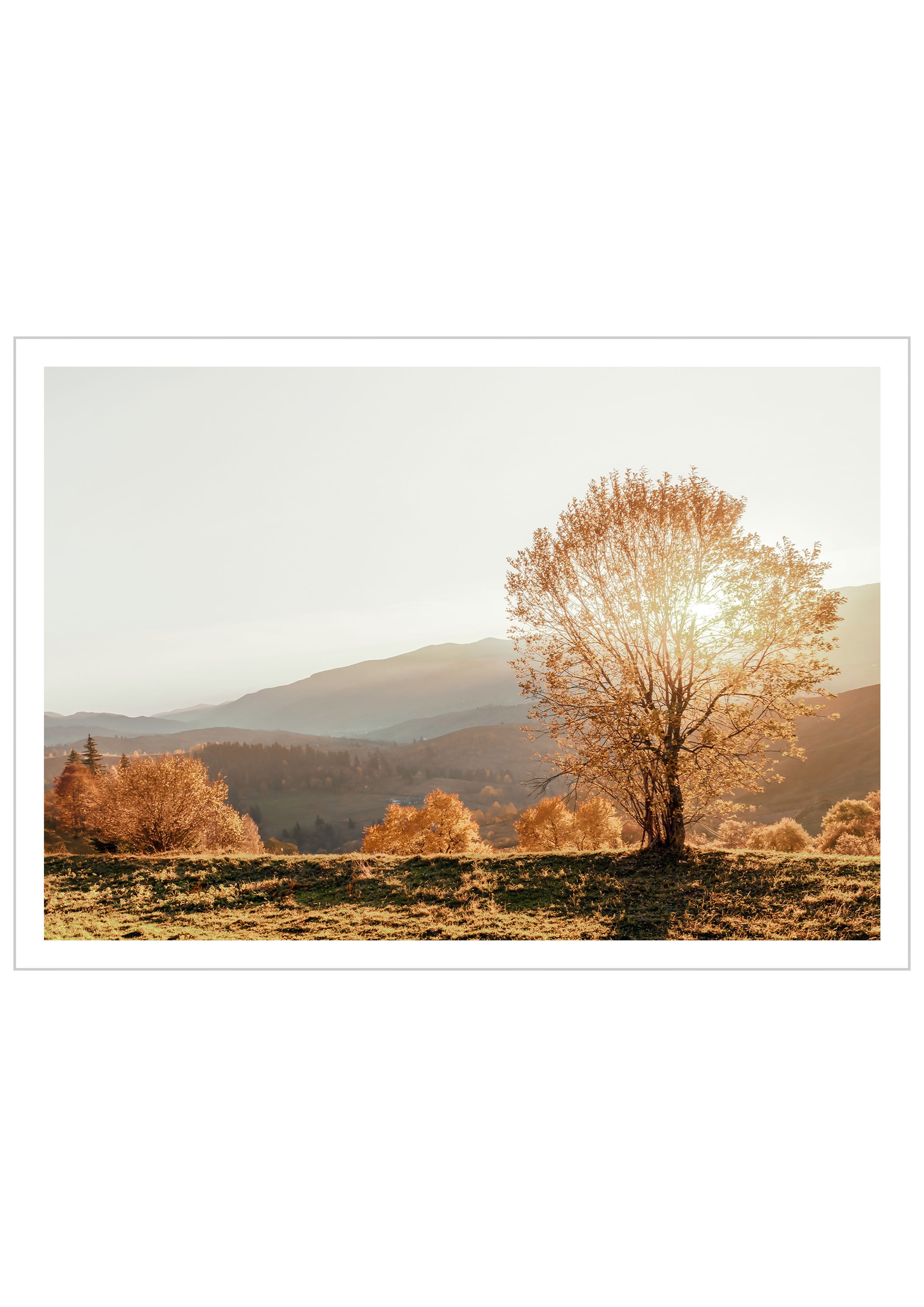 Photo print of a serene fall landscape with a majestic tree that the sun shines through. It highlights the golden colors of the fall leaves. This print is the perfect way to bring the magic of fall into your living space. Let the essence of autumn brighten your home throughout the year.