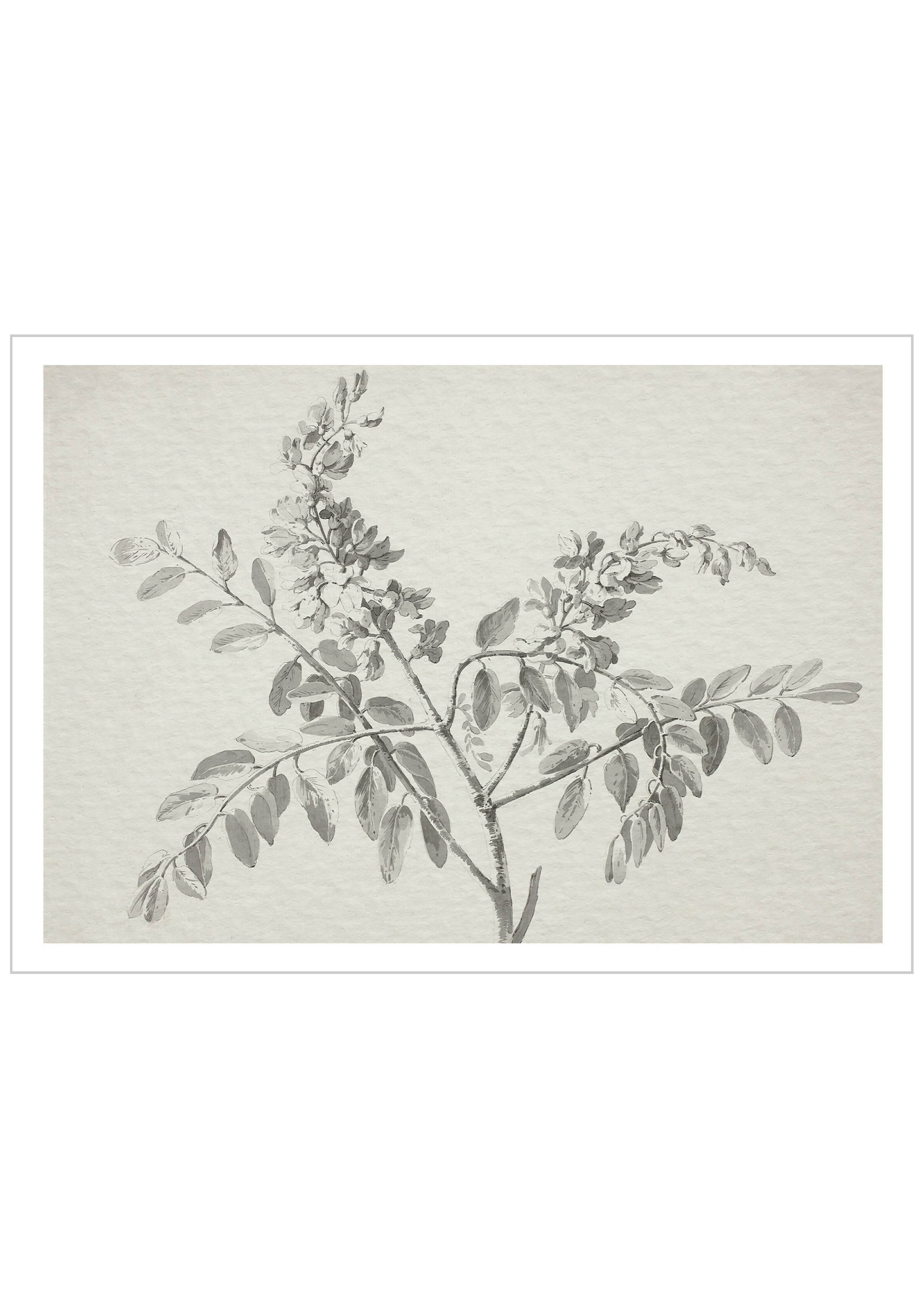 Simple-botanical-sketch-print