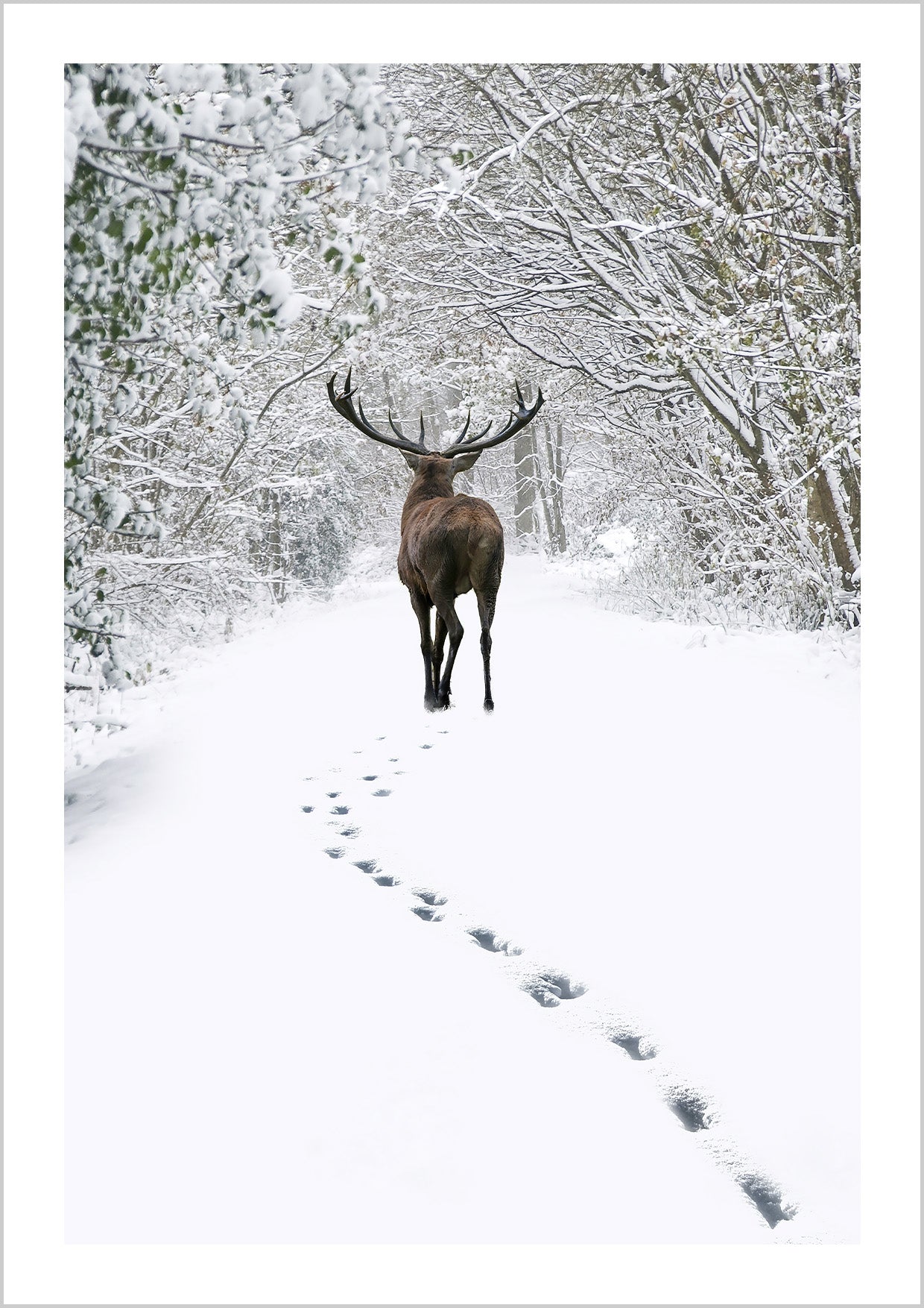 Deer in Snowy Forest Poster