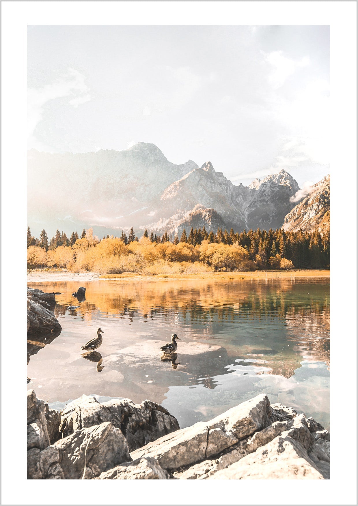 Duck Morning Swim in A Lake, Italian Alps
