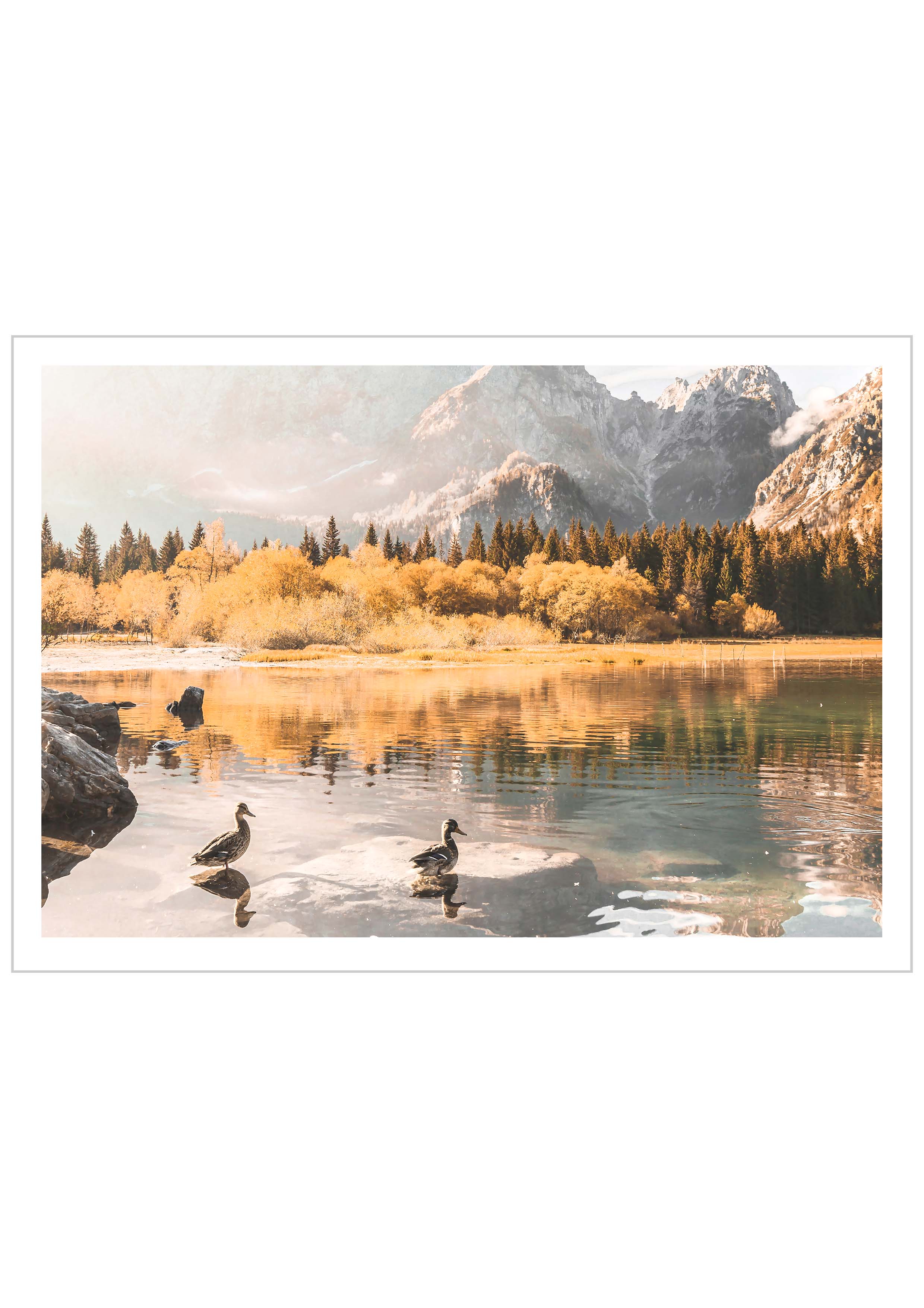 Duck Morning Swim in A Lake, Italian Alps