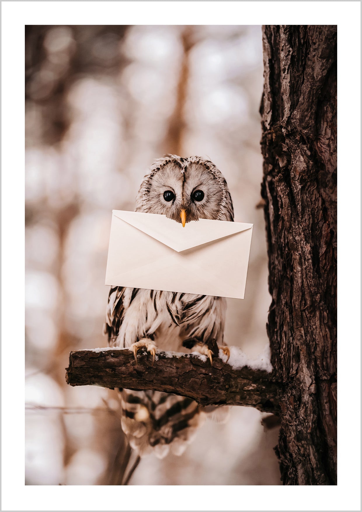 Photo Poster with an owl holding a letter. The owl is a symbol of wisdom and mystery. It's sitting on a branch and the big eyes are looking forward. Hang this Poster in your living room, bedroom, or study to let the mystical presence fill your space with wonder.