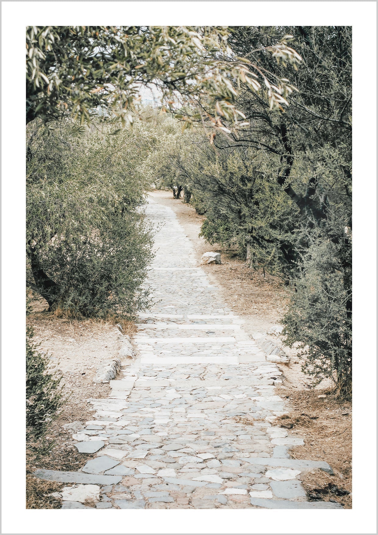 photography of a paved path in a garden with olive trees in Greece.