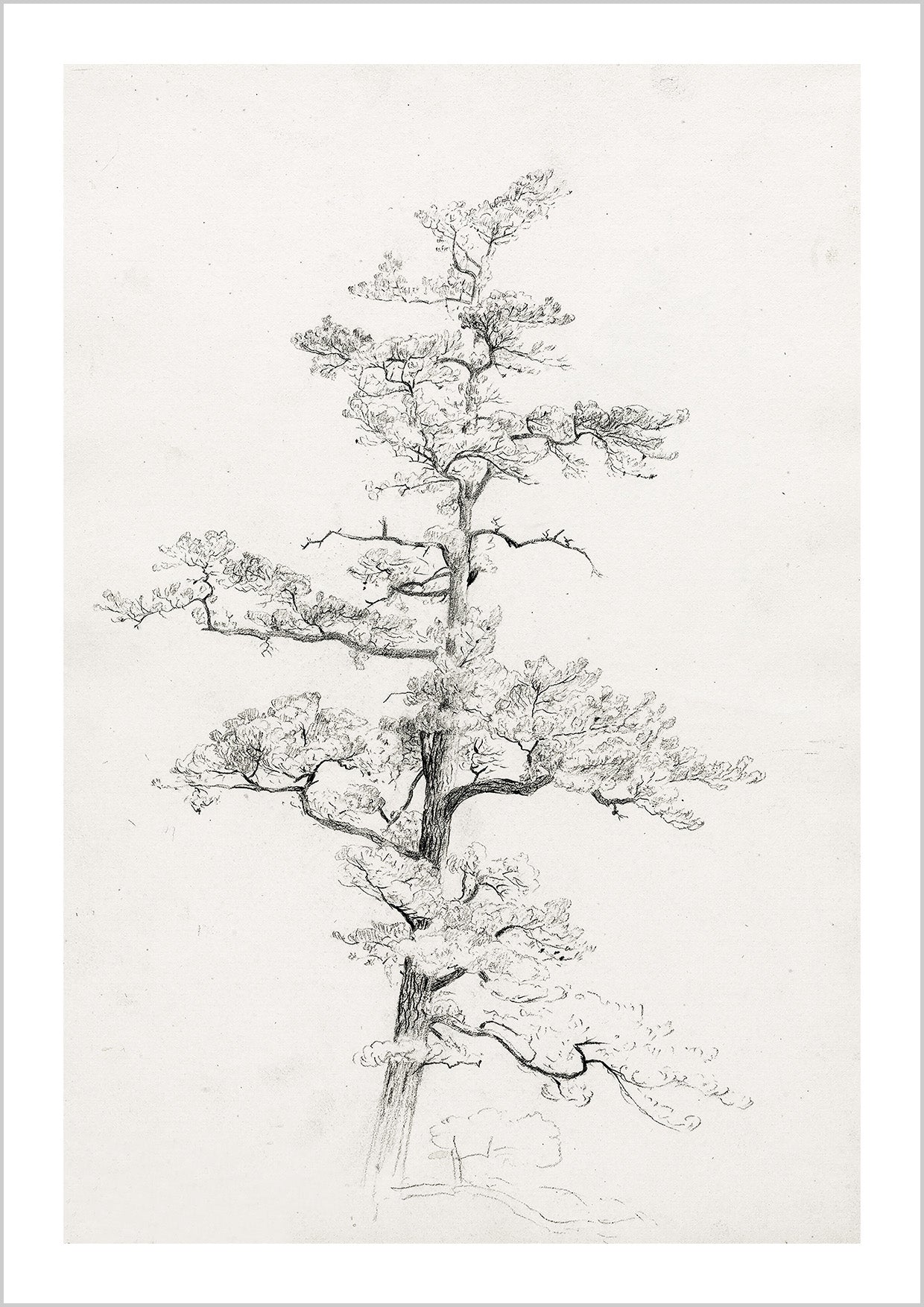 Pine-tree-conway-new-hamsphire-david-johnson