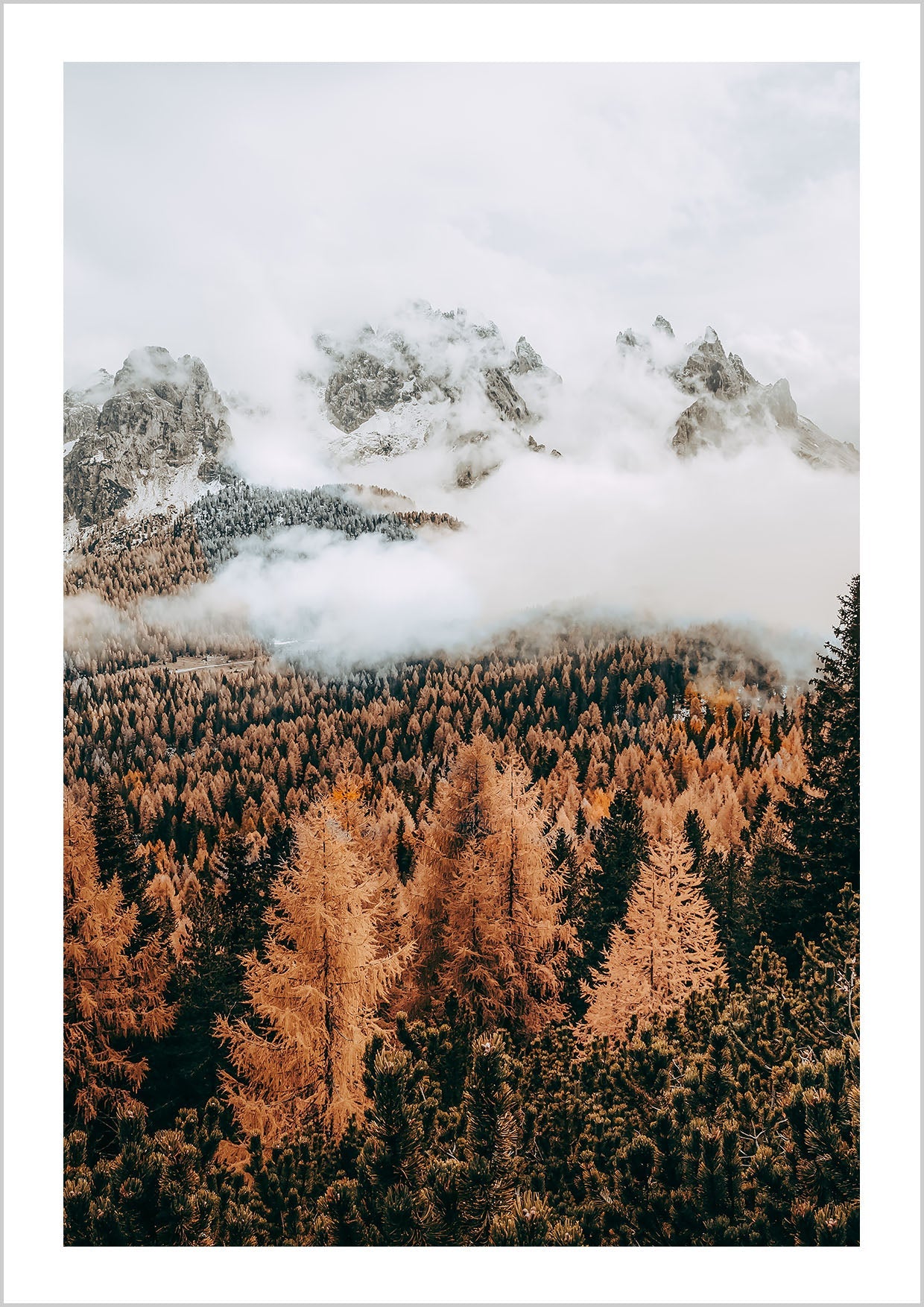 Autumn Pine Forest In Tre Cime di Lavaredo, Italian Alps. With clouds over