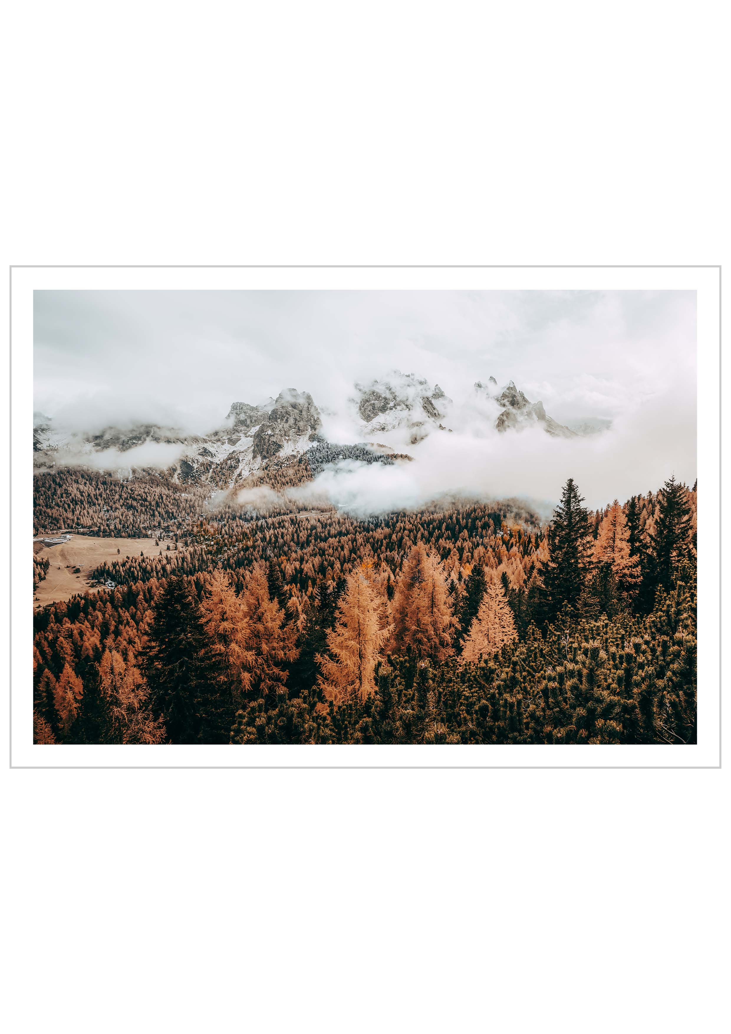 Autumn Pine Forest In Tre Cime di Lavaredo, Italian Alps. With clouds over