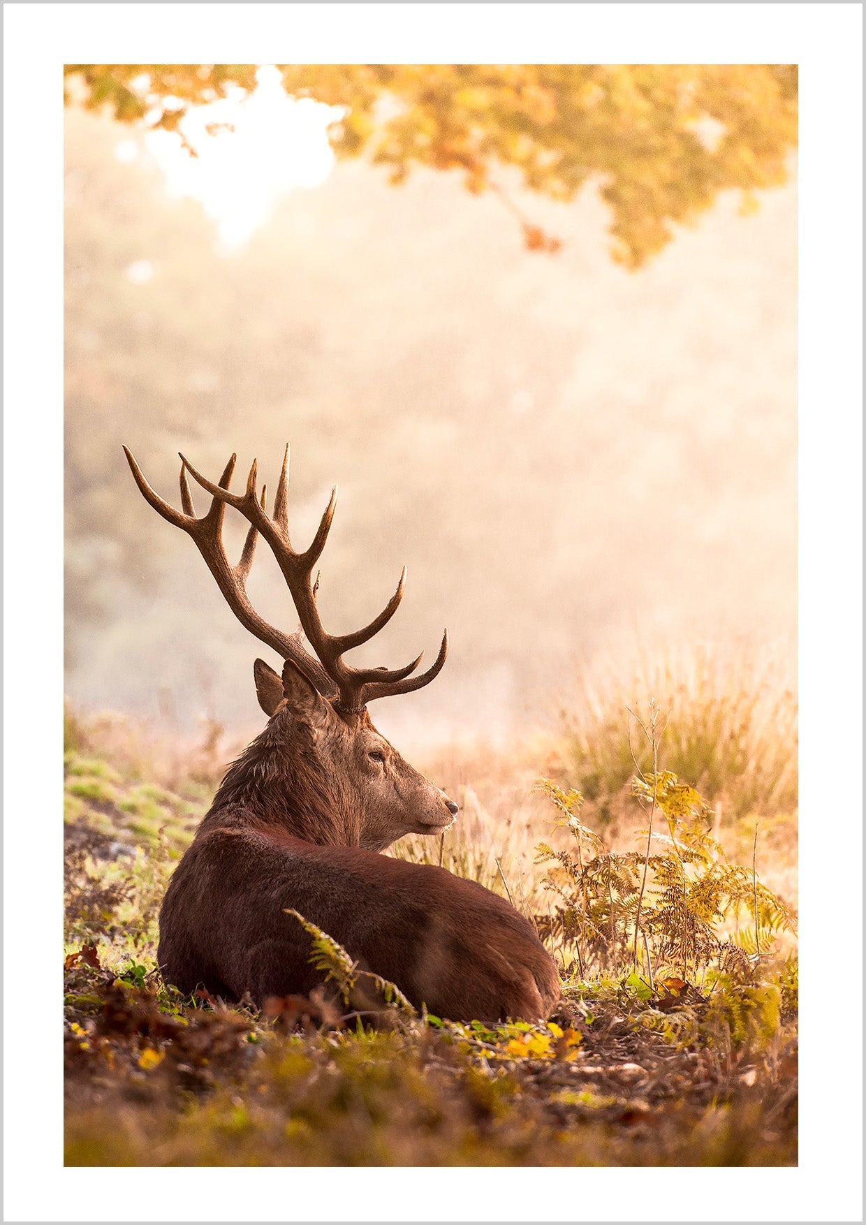 Photography of a Majestic Red Deer resting on colorful fall leaves with soft morning sun going through the charming forests.