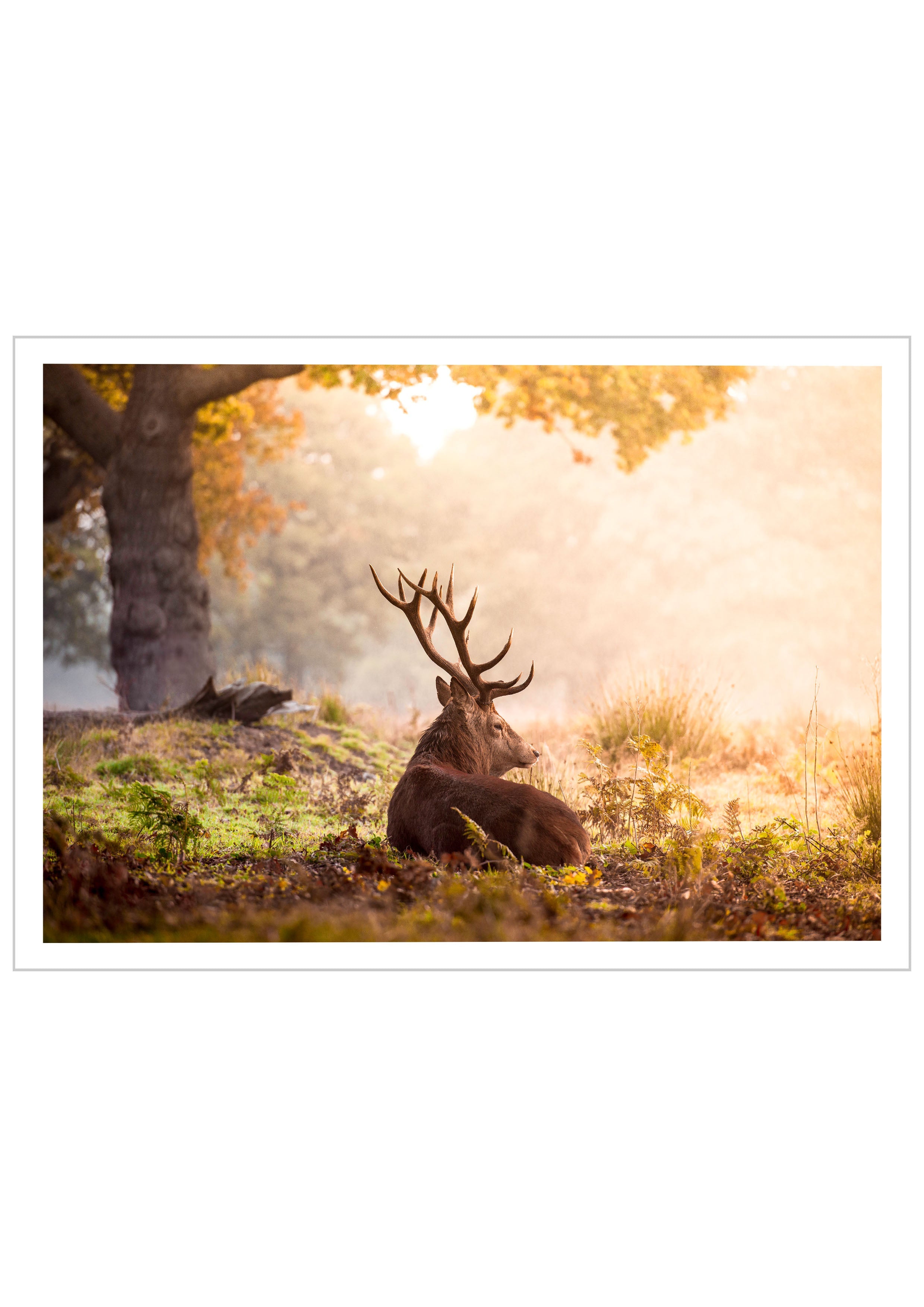 Photography of a Majestic Red Deer resting on colorful fall leaves with soft morning sun going through the charming forests.