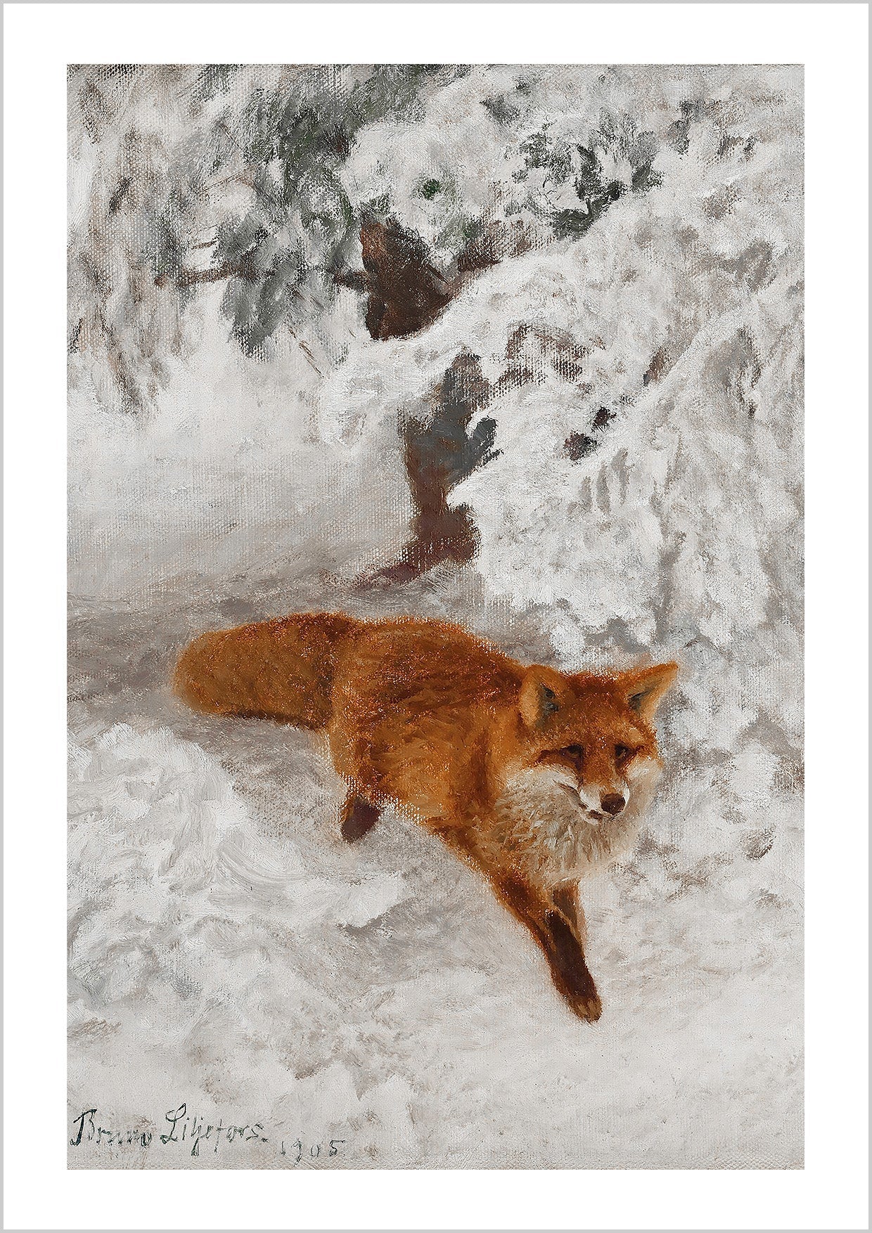 A vintage painting of "Red Fox" in winter landscape by the Swedish artist Bruno Liljefors.