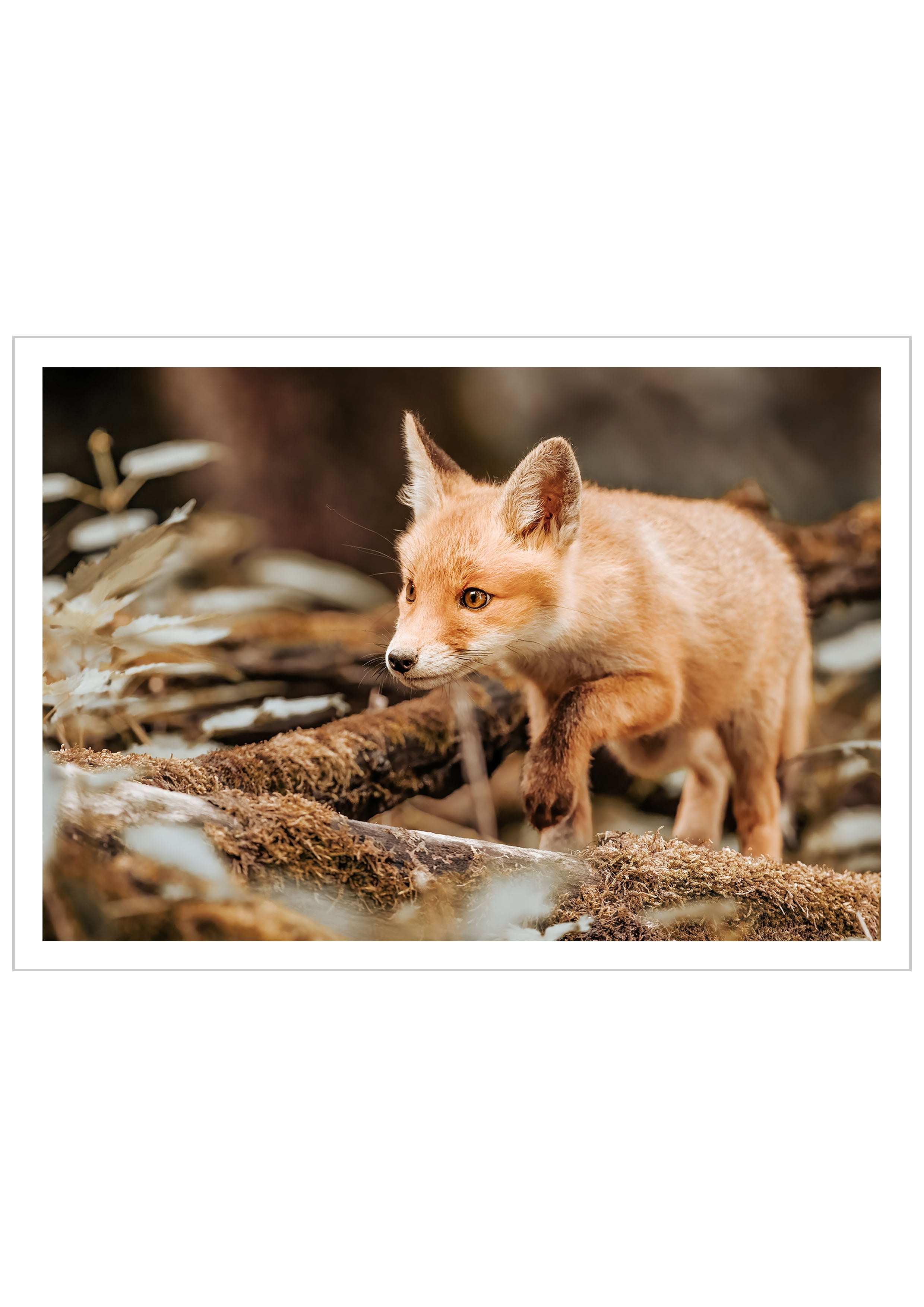 Photo Poster of a curious fox cub in the autumn forest