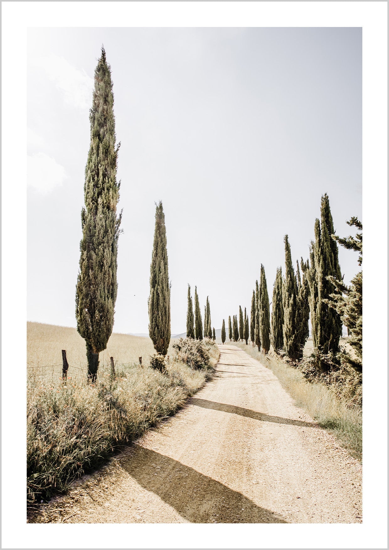 photograph of a cypress tree alley in Tuscany countries on a summer day.