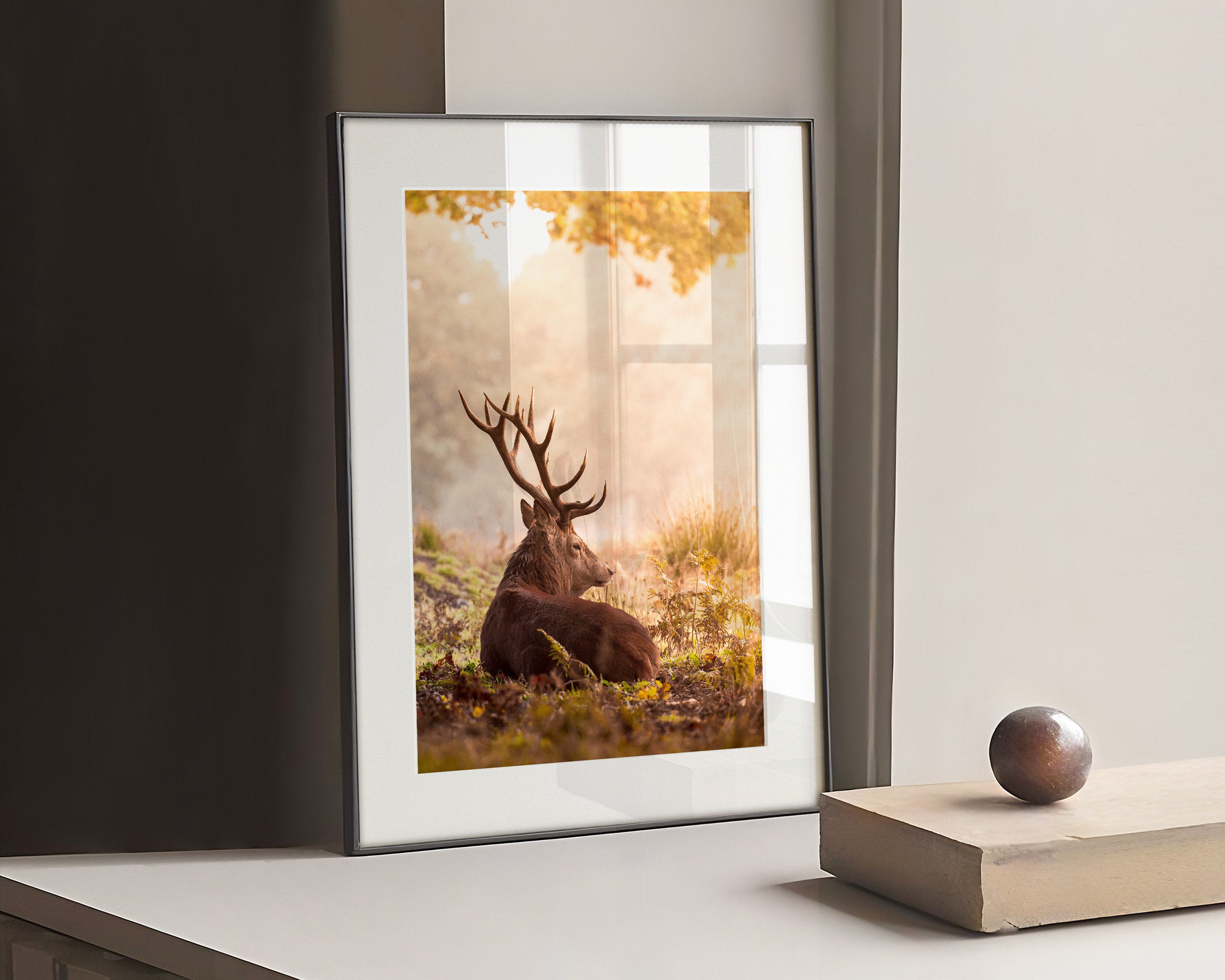 Photography of a Majestic Red Deer resting on colorful fall leaves with soft morning sun going through the charming forests.