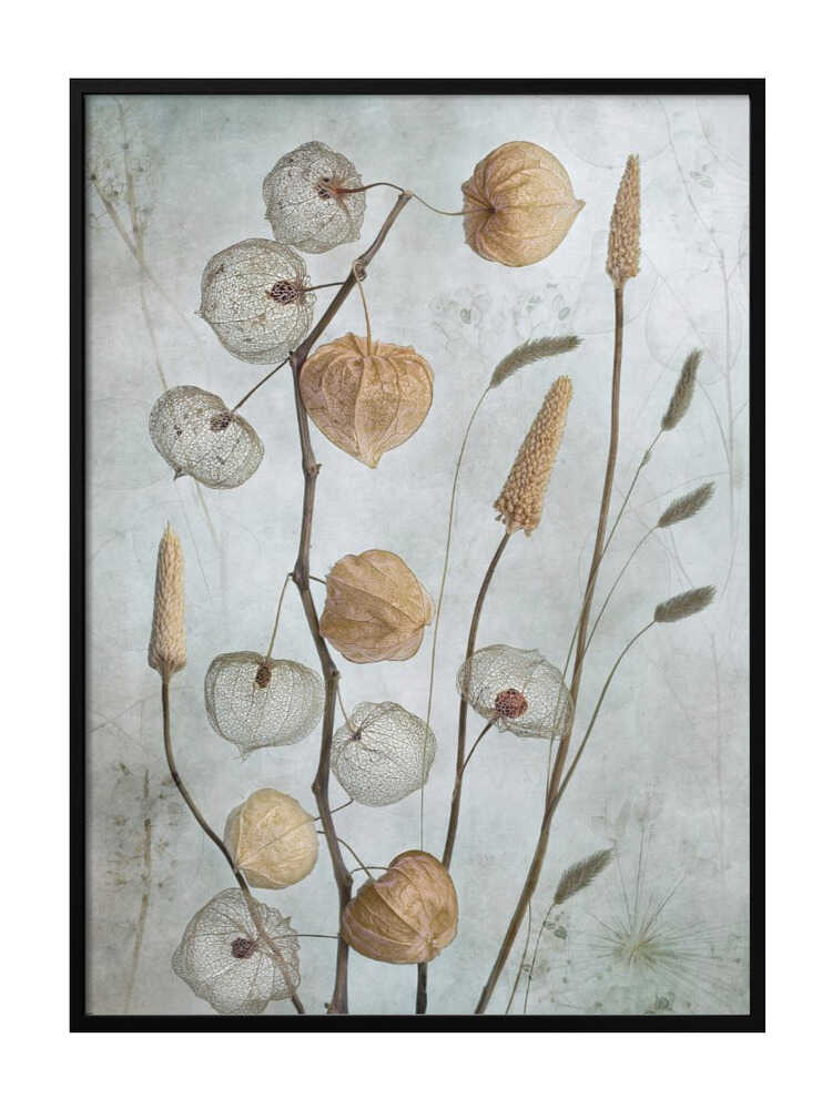 Lampions