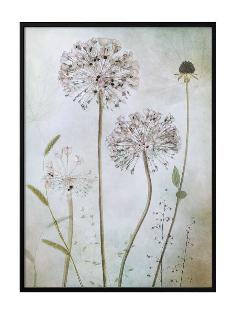 Allium