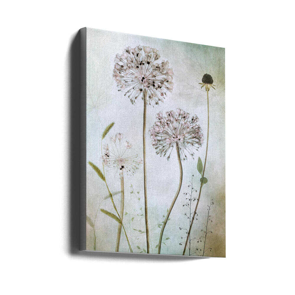 Allium