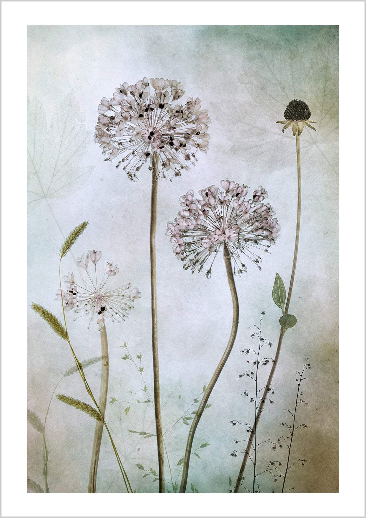Allium