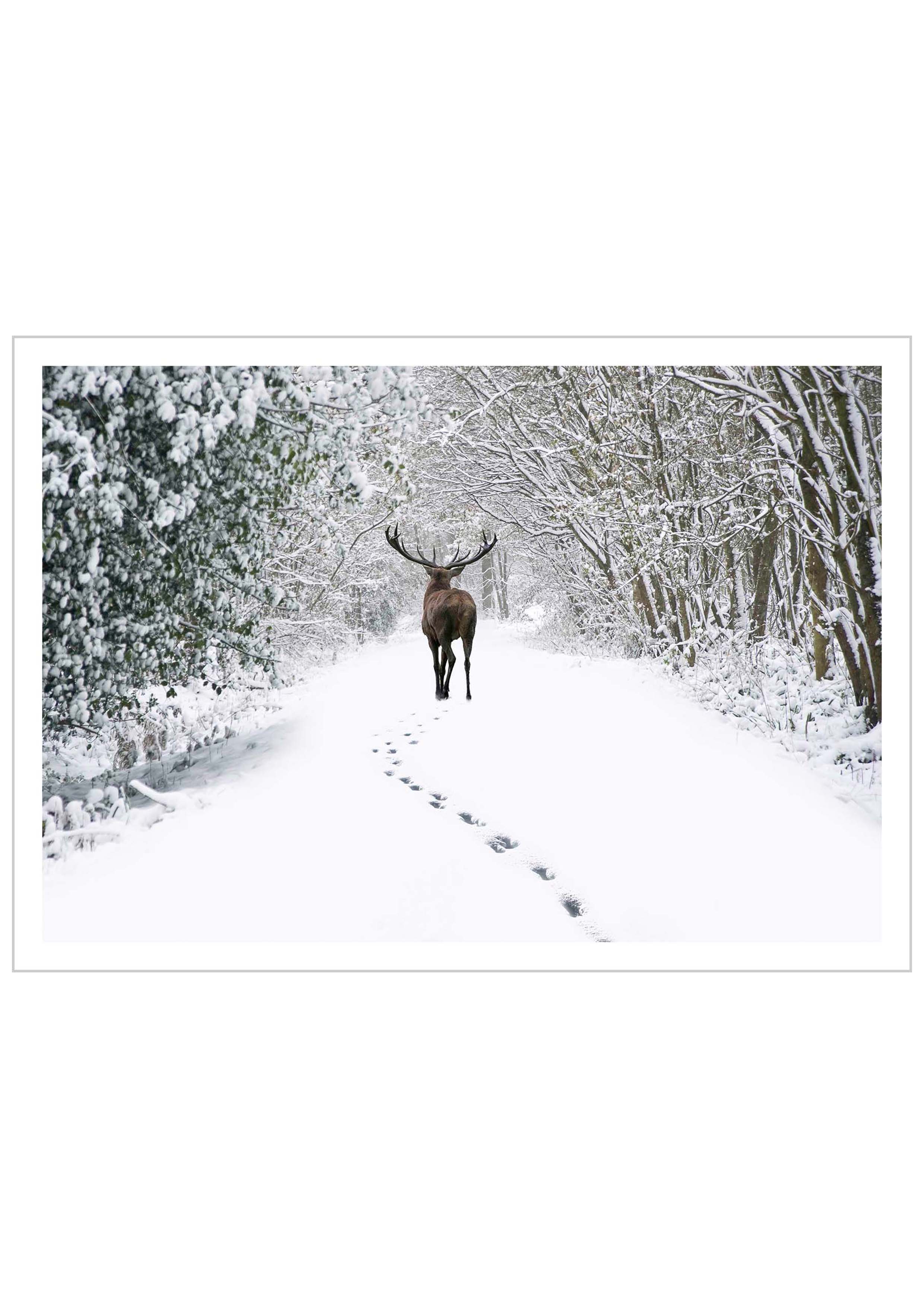 Cerf marchant dans la forêt enneigée Poster