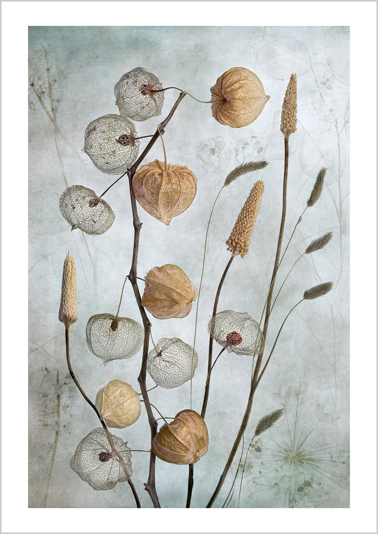 Lampions