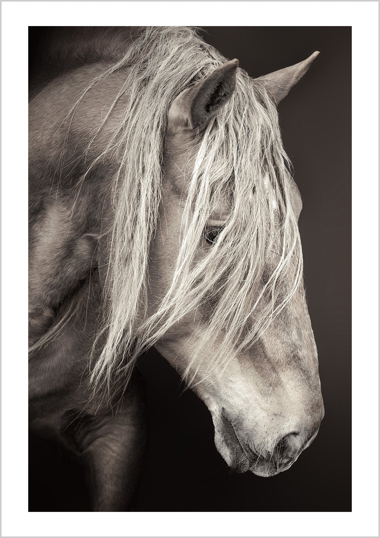 Black and white photography print of a white horse