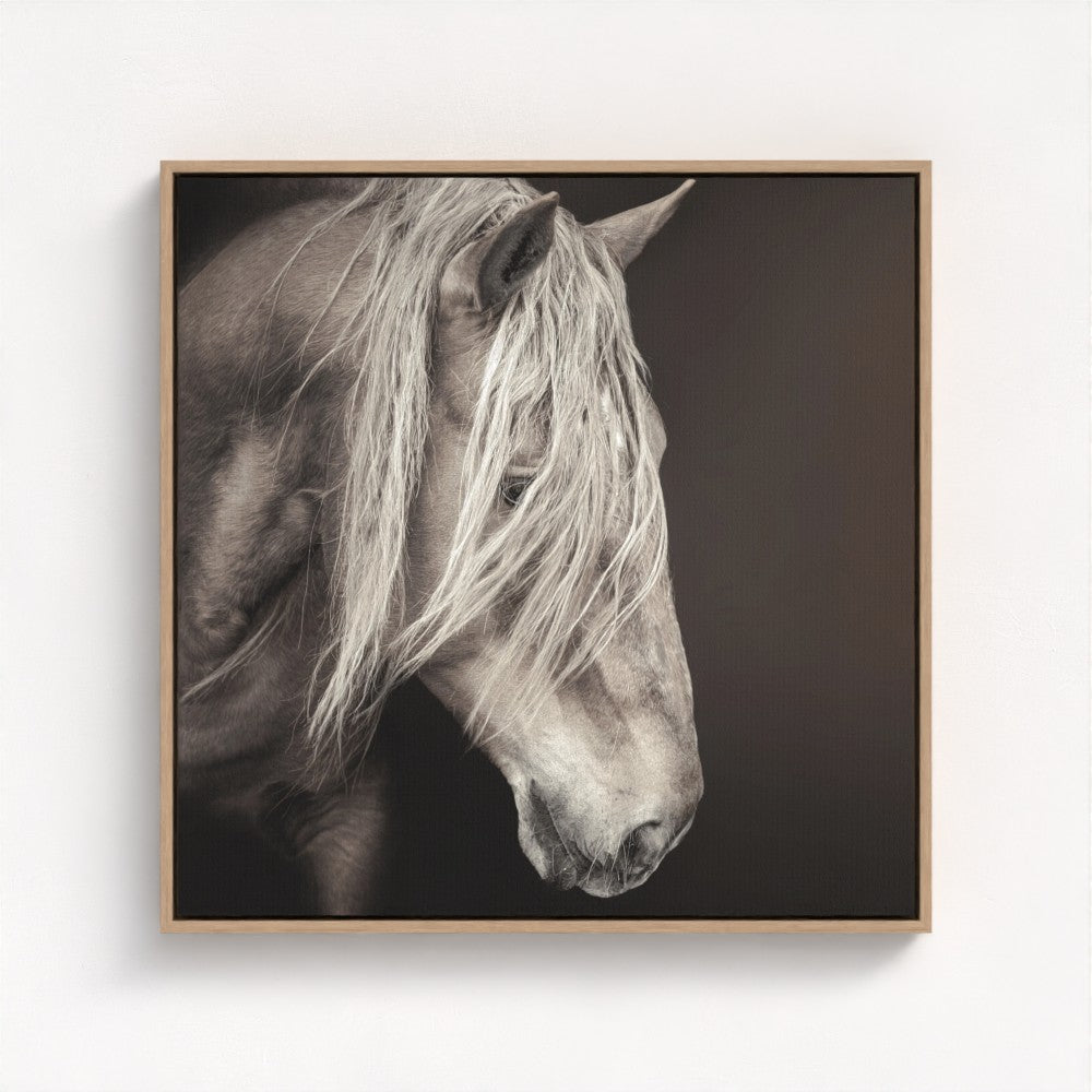 Black and white photography print of a white horse