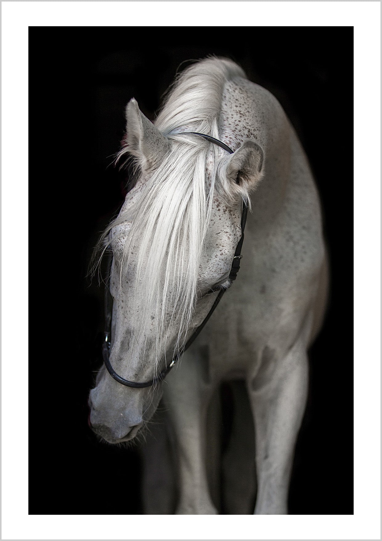 Black and white photography print of a white horse