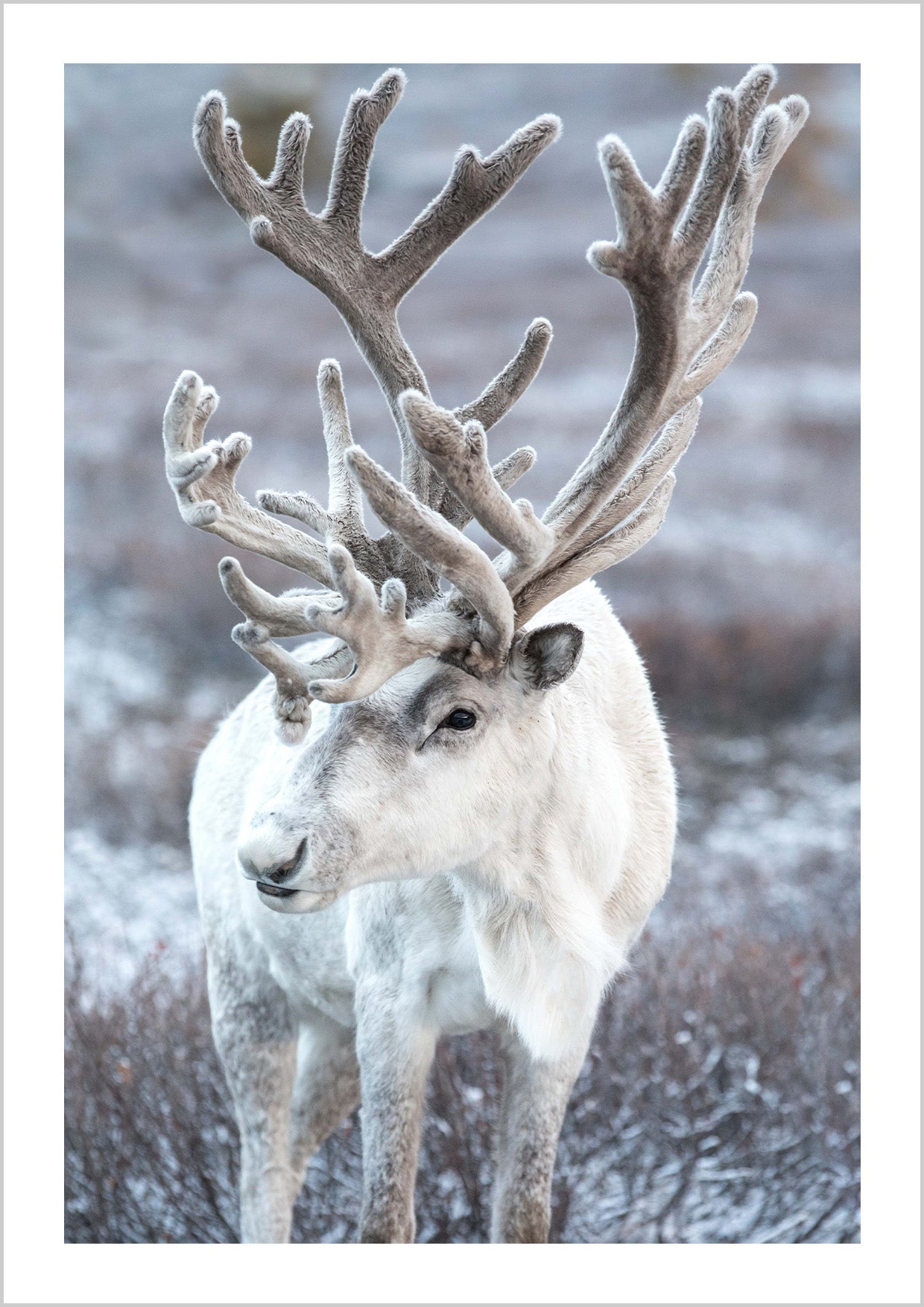 Cerf majestueux blanc Poster